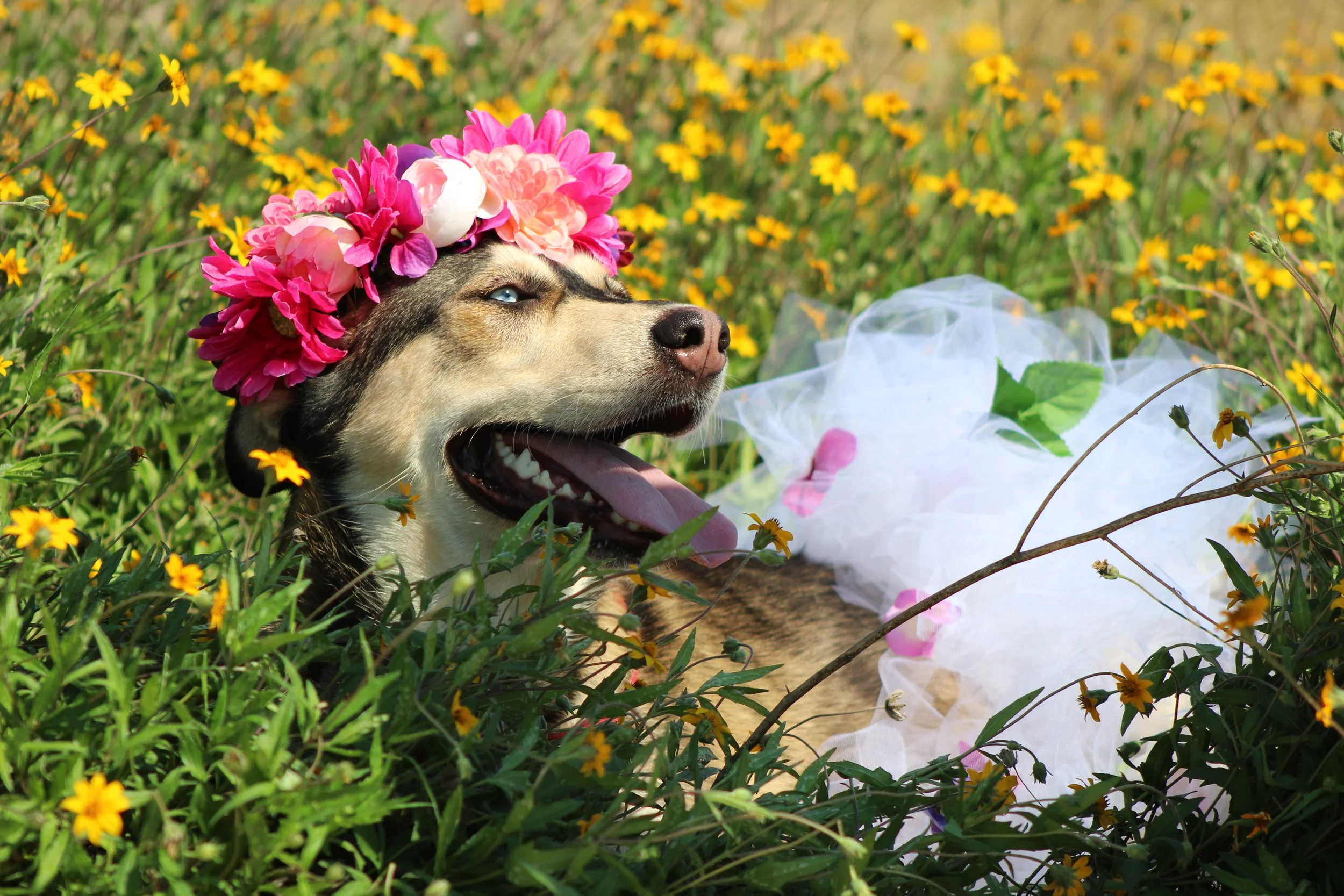 Cornucopia Maternity Shoot_6807.JPG