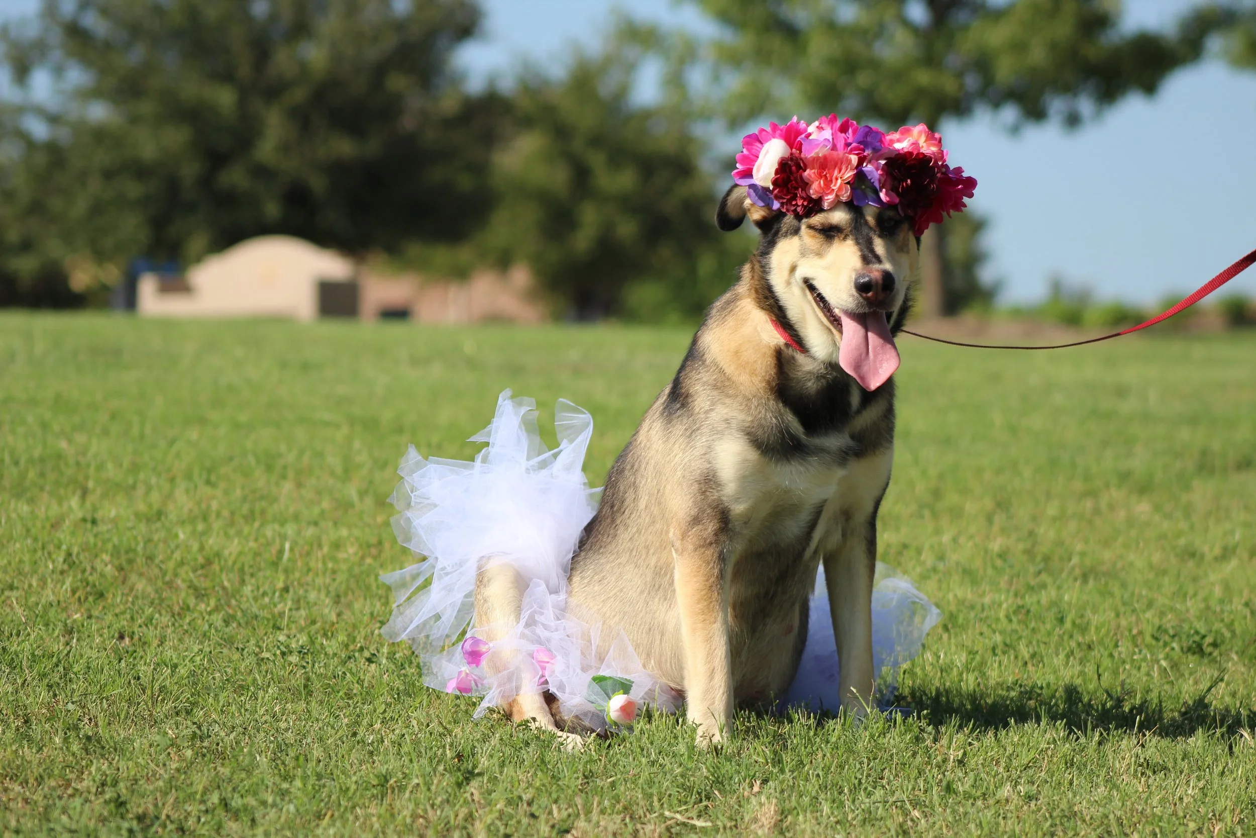 Cornucopia Maternity Shoot_6900.JPG