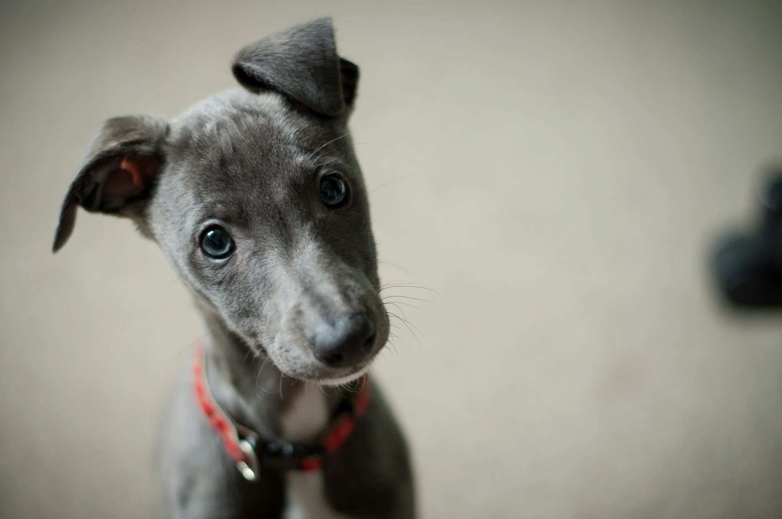 Close-up of a young grey and white dog with blue eyes, wearing a red collar, looking at the camera indoors.