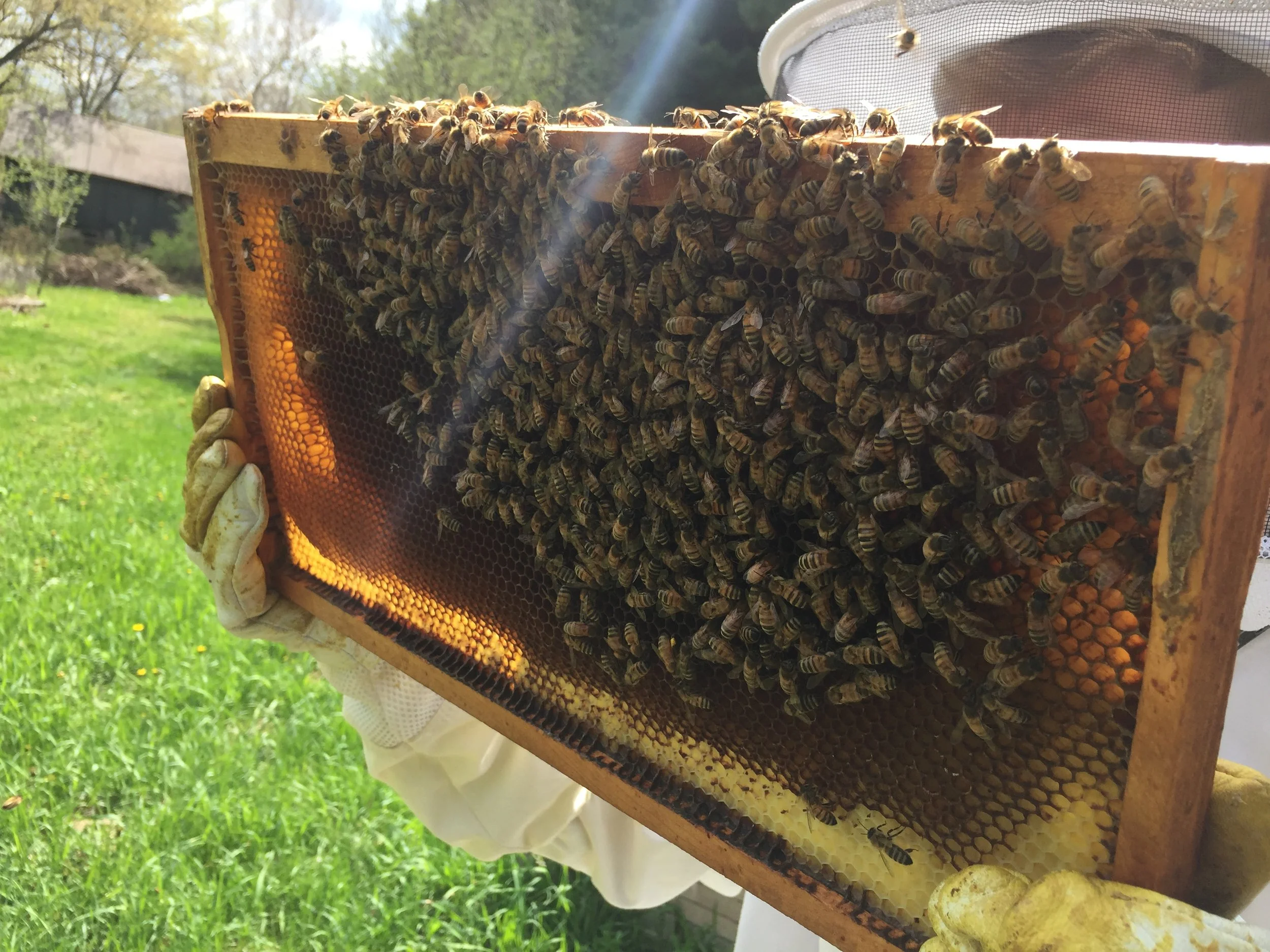 Honeybees on a honeycomb frame being held outdoors in sunlight.