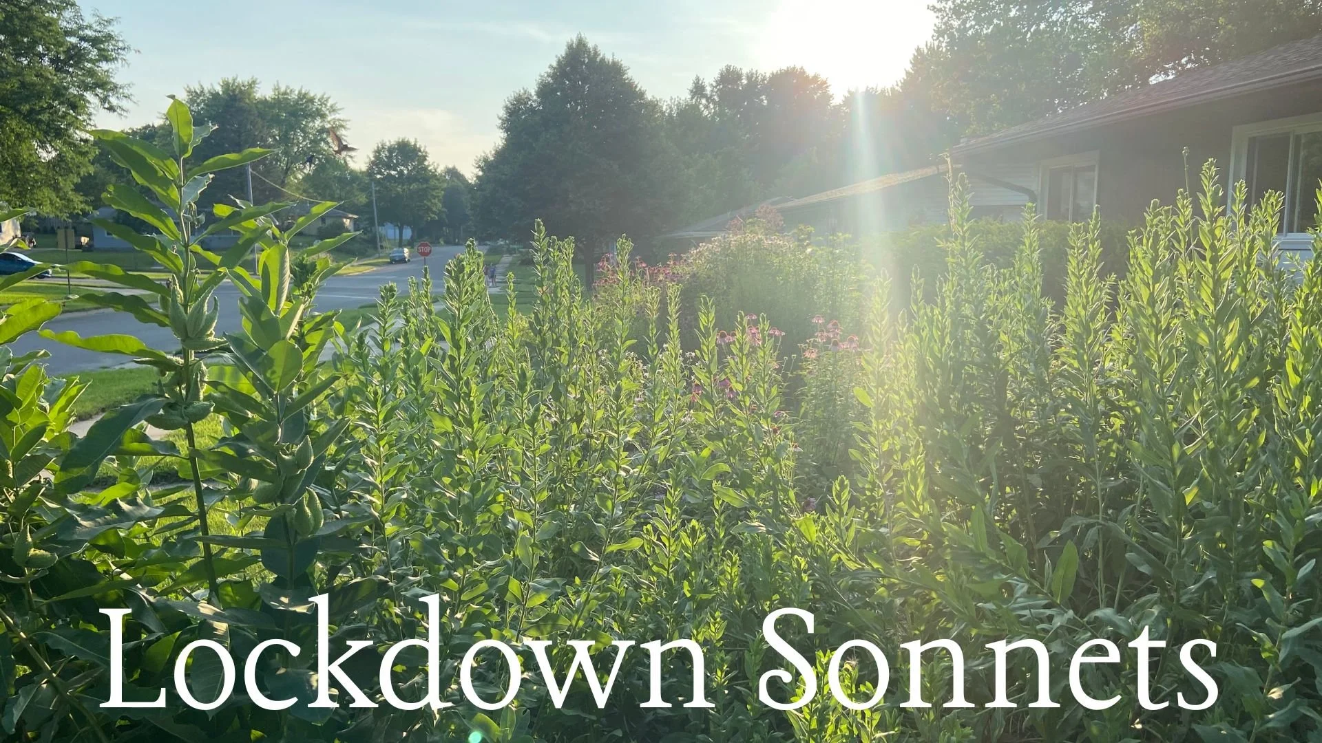 Green leafy plants grow in a garden bed in front of a suburban street, with houses and cars visible in the background. The sun is shining brightly, creating a lens flare effect.