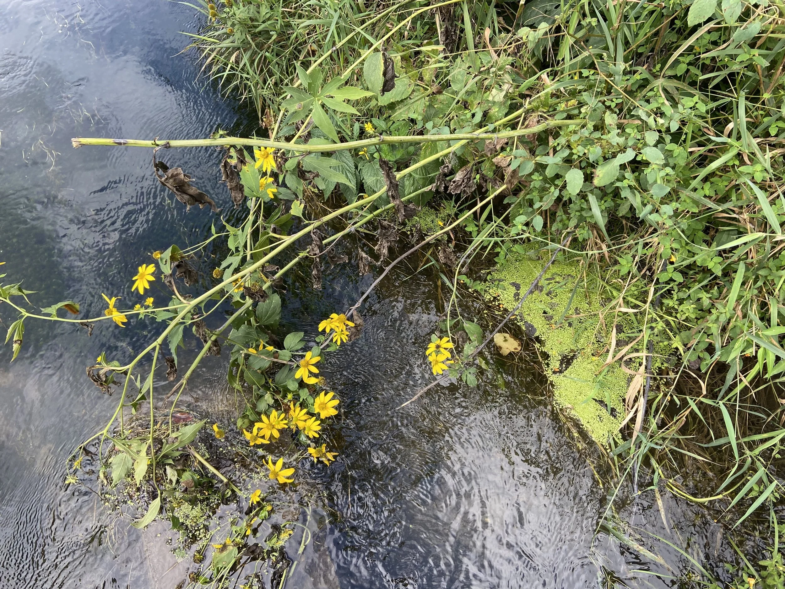 A small body of water, possibly a pond or stream, surrounded by various green plants and grass, including yellow flowering plants with long stems reaching over the water.