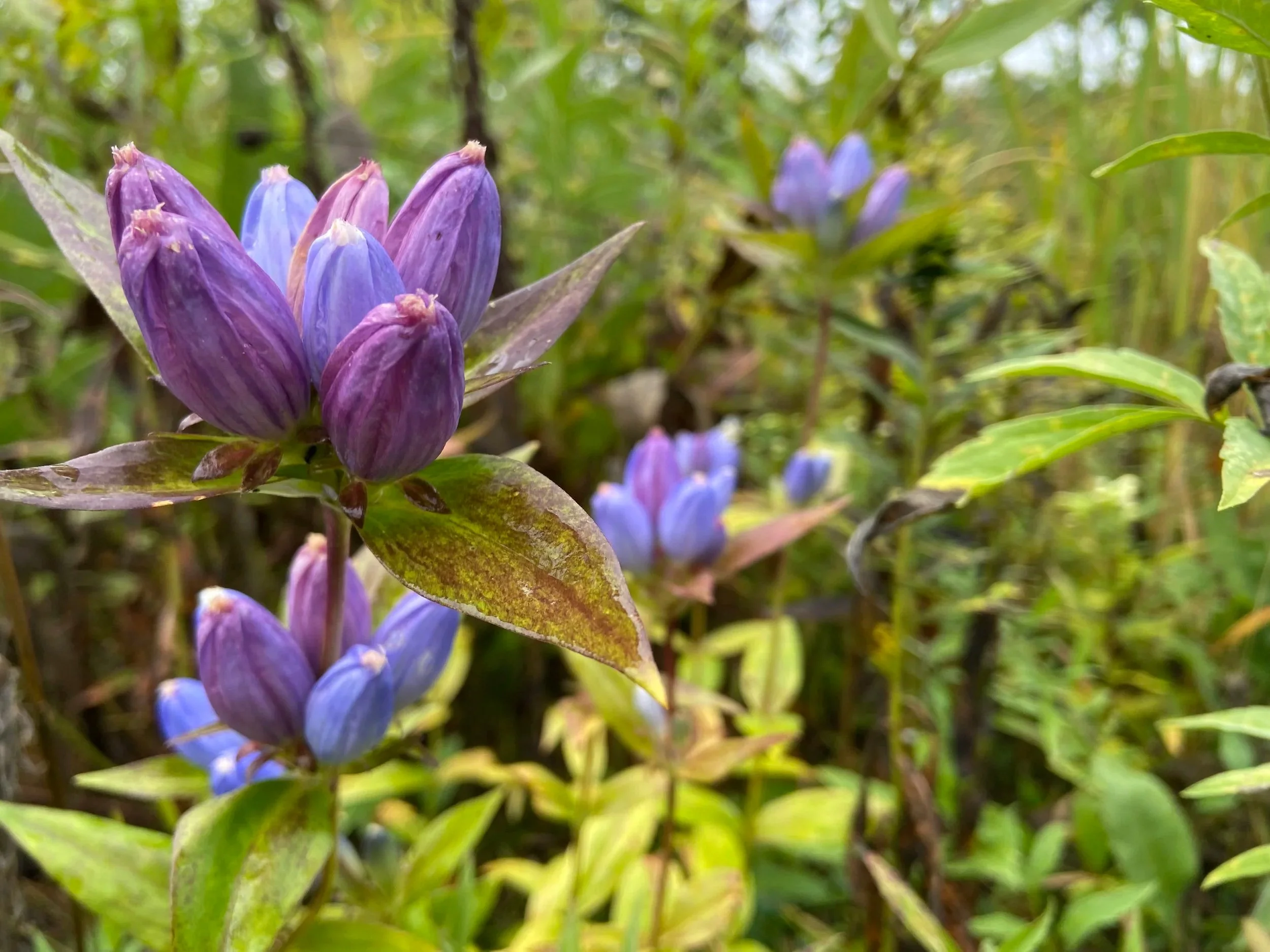 Close-up of purple and blue wildflowers among green leaves in a natural outdoor setting.
