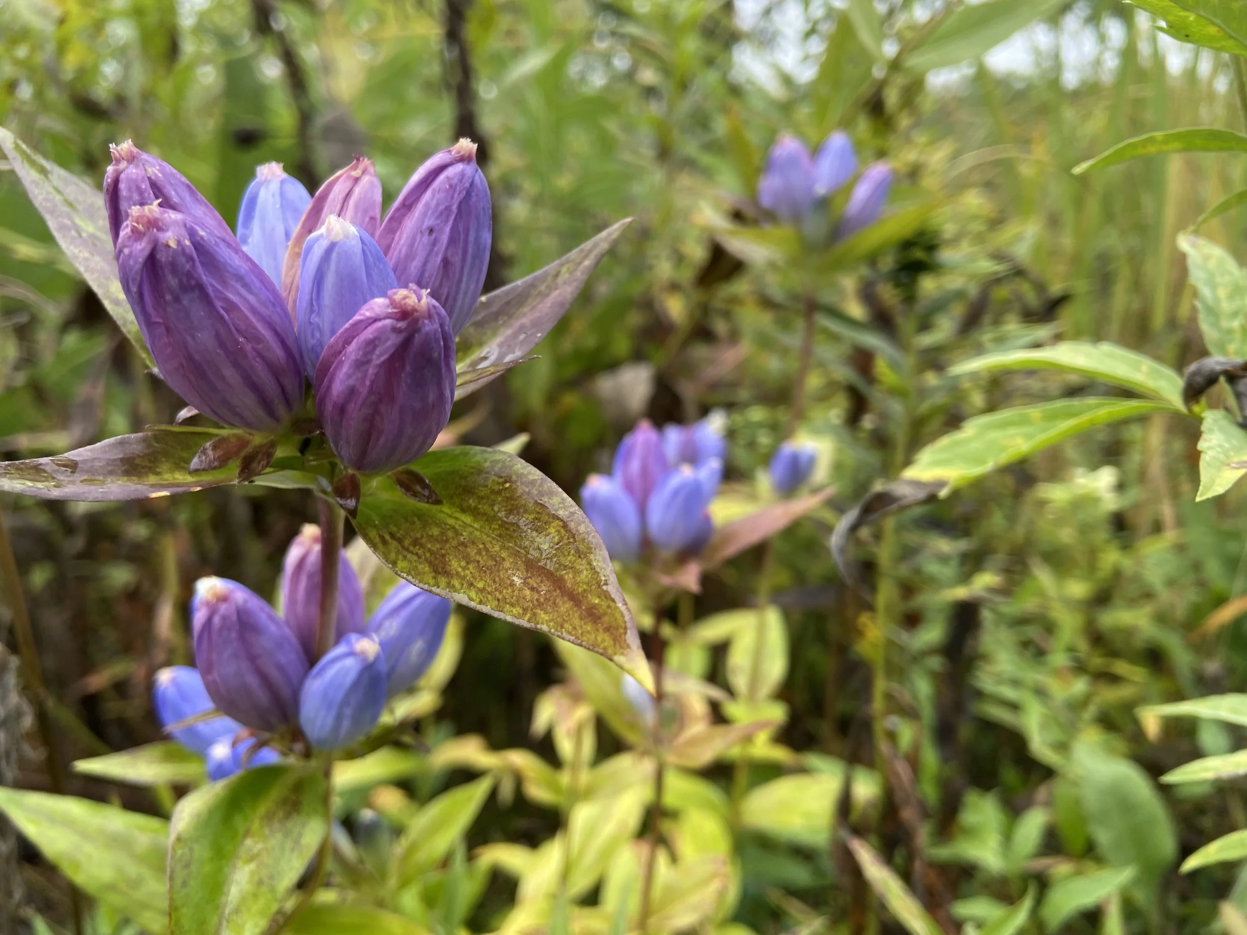 Close-up of purple and blue bell-shaped flowers blooming on green bush with green leaves and blurred background.