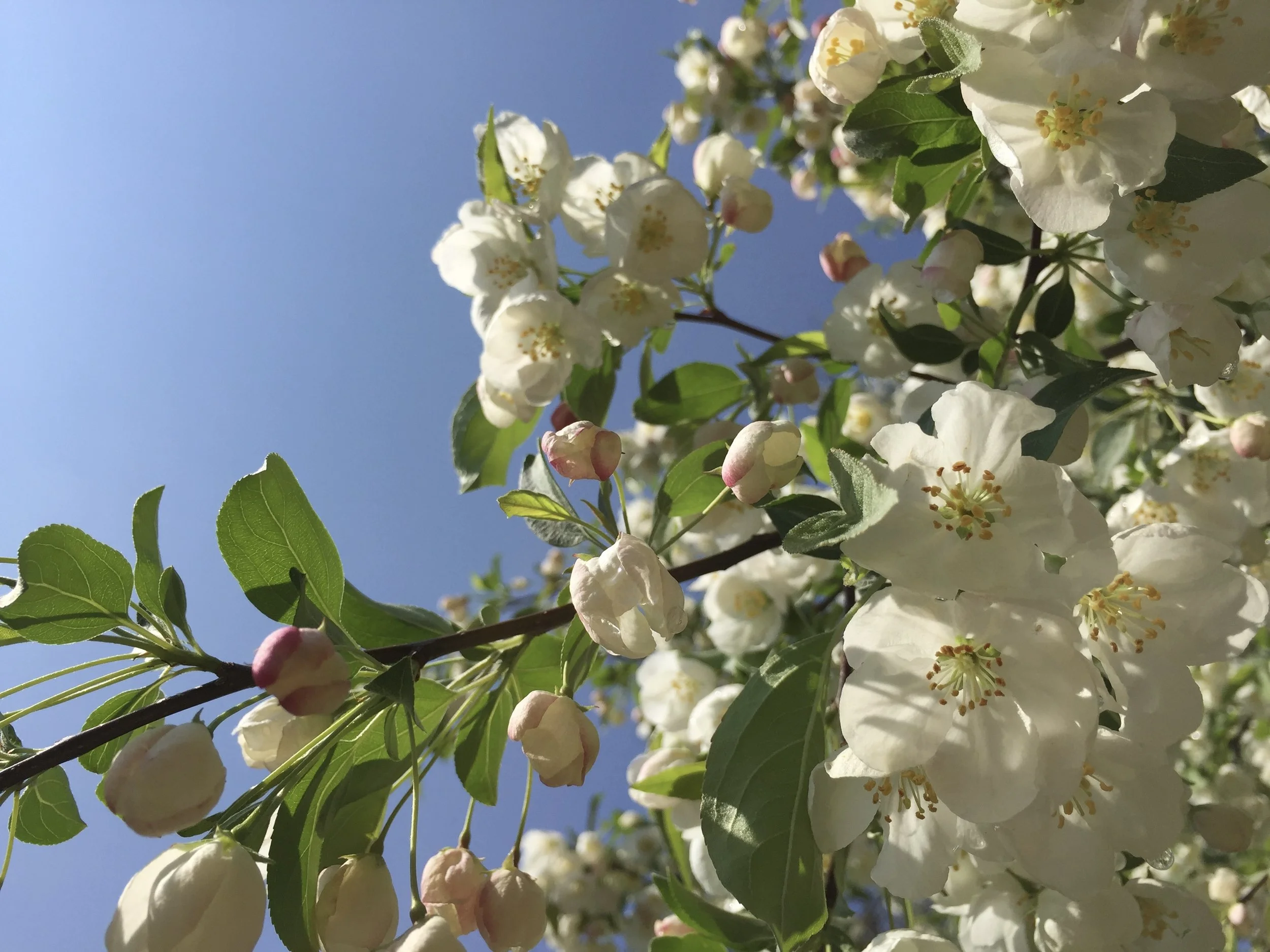 Close-up view of white blossoms and pink buds on a tree branch against a clear blue sky.