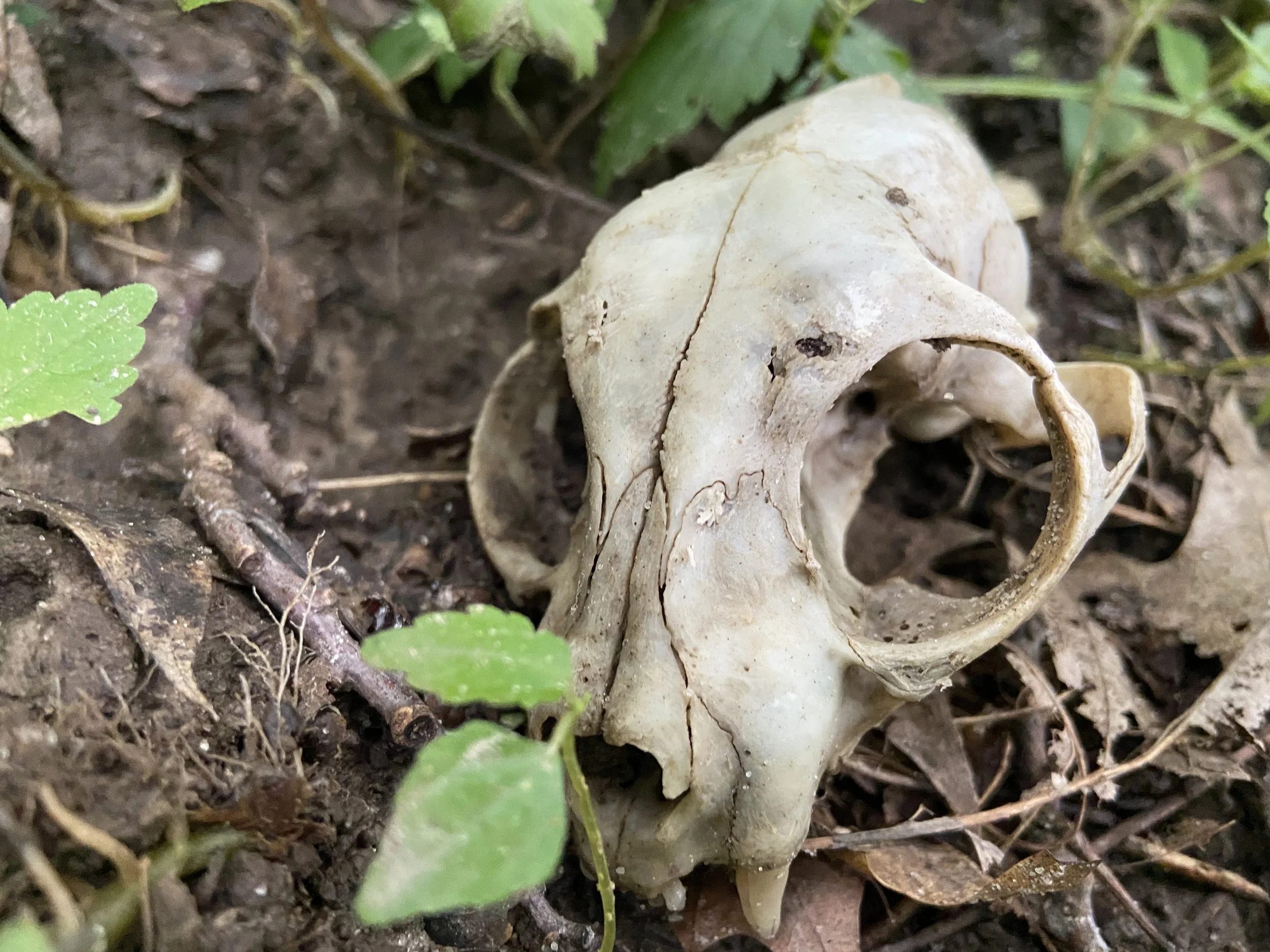 A small, white animal skull partially buried in dark soil among green leaves and small twigs.