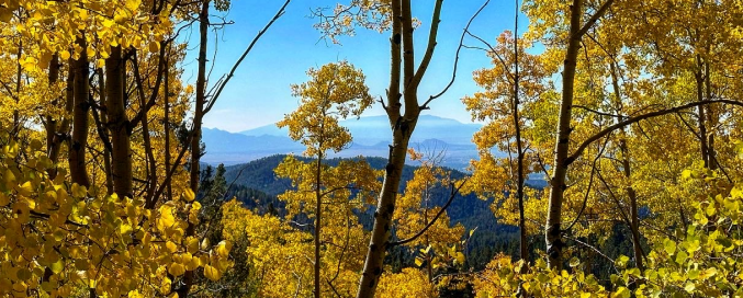 Autumn forest with yellow leaves and mountains in the distance under a blue sky.