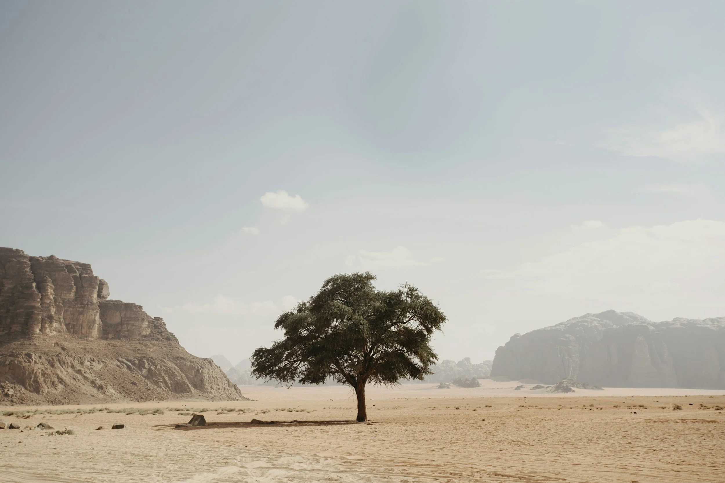 A solitary tree stands in a desert landscape with rocky cliffs and mountains in the background under a partly cloudy sky.