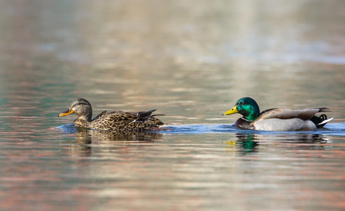 Bird Populations