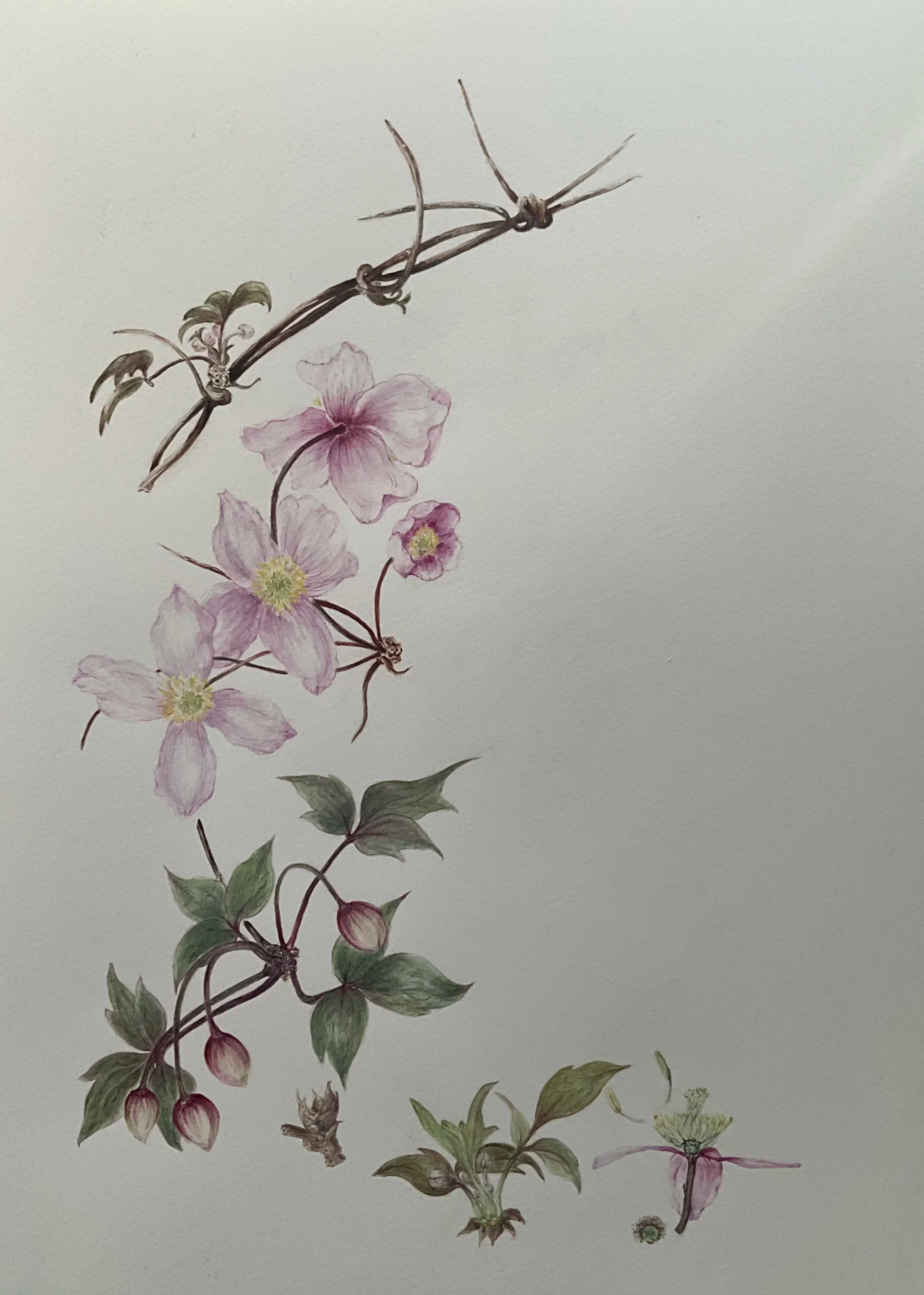 Spring Beauty - Botanical Giclée Print (Unframed, Stamped & Signed)