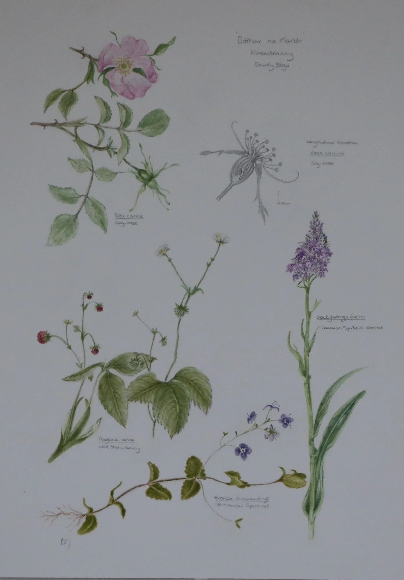 'Bóthar na Marbh' - A Field Study - Original Botanical Watercolour (Unframed)