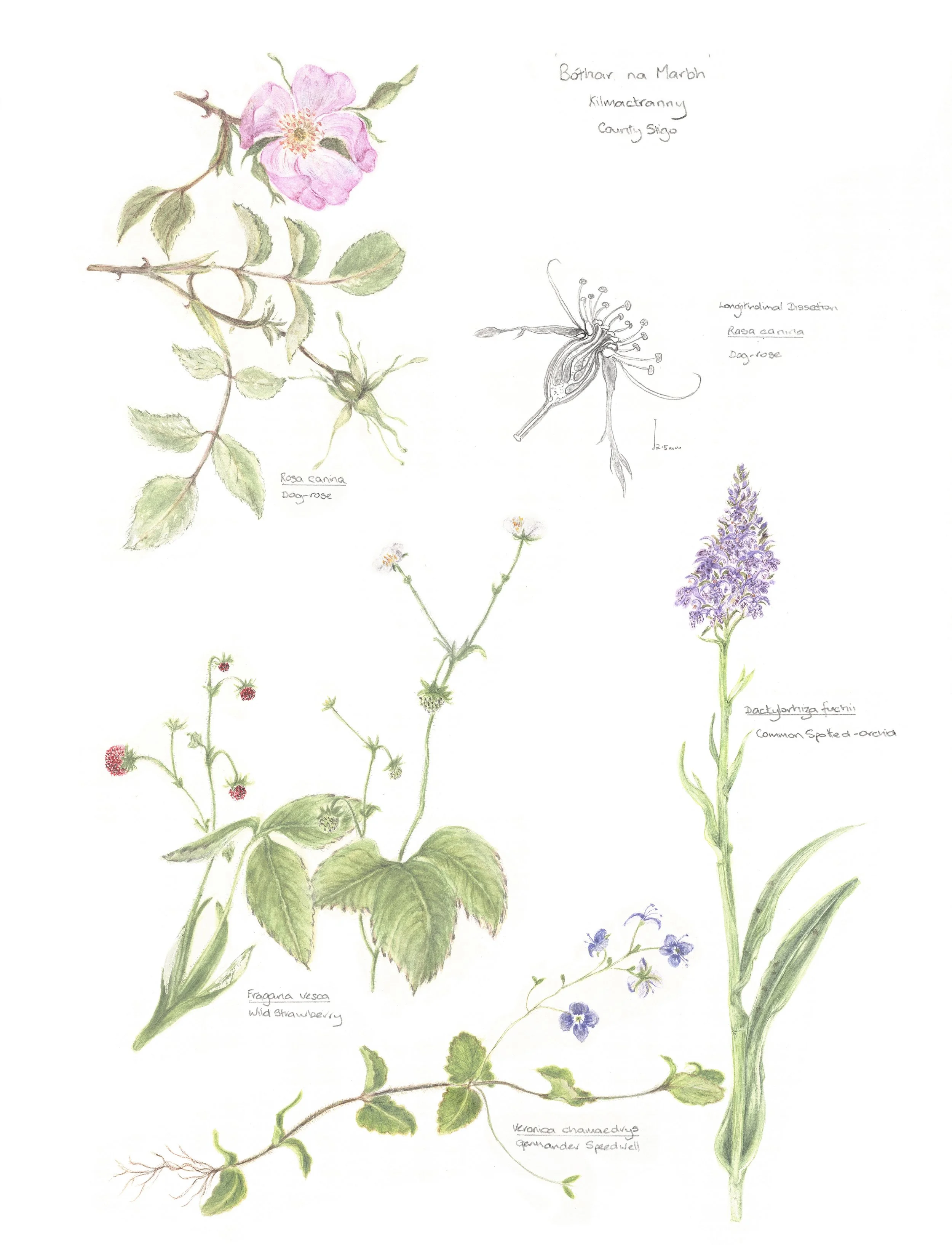 'Bóthar na Marbh' - A Field Study - Original Botanical Watercolour (Framed)