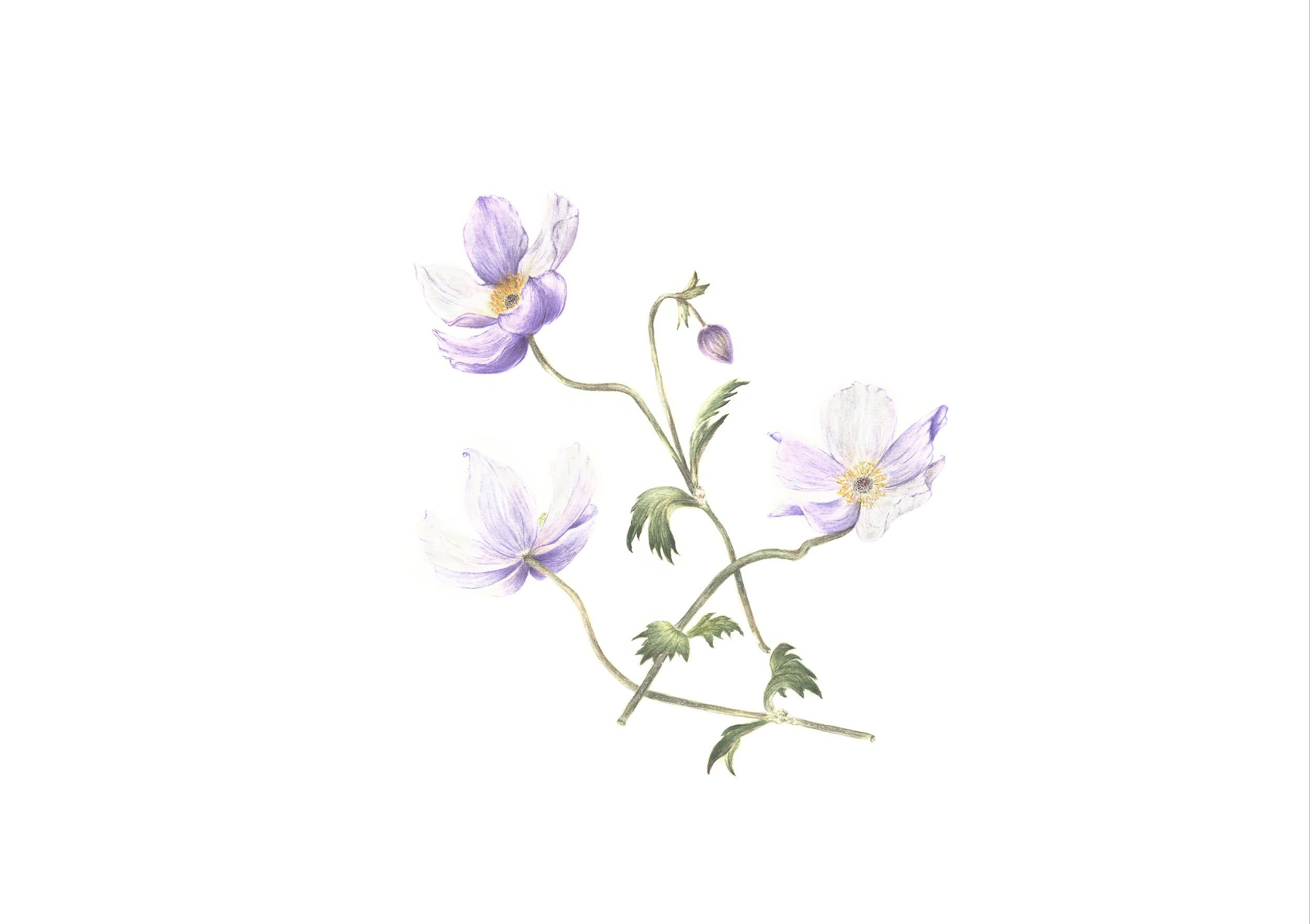 Anemone 'Wild Swan' - Original Botanical Watercolour Painting (Framed)