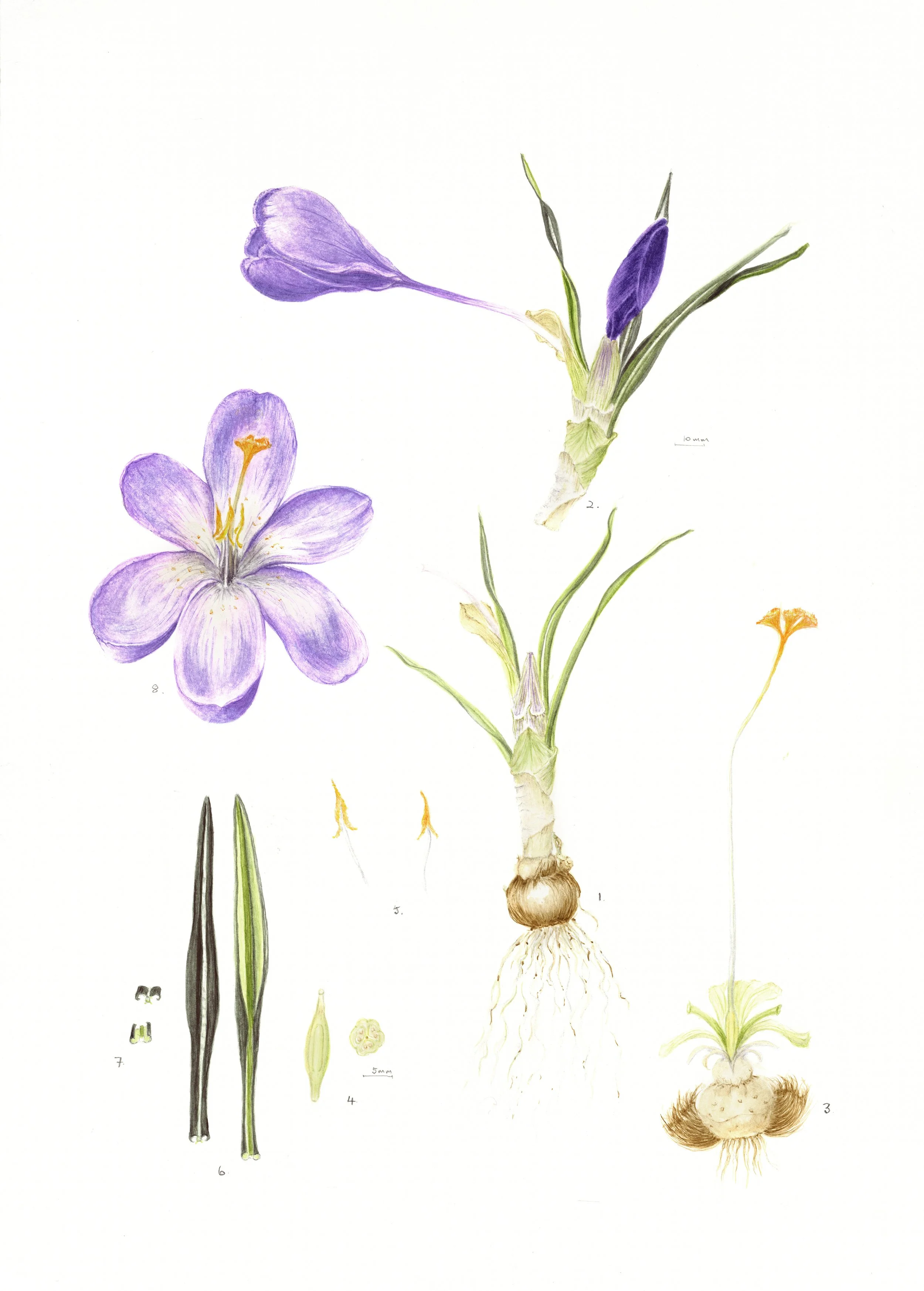 Woodland Crocus - Botanical Illustration - Original Botanical Watercolour Painting (Framed)