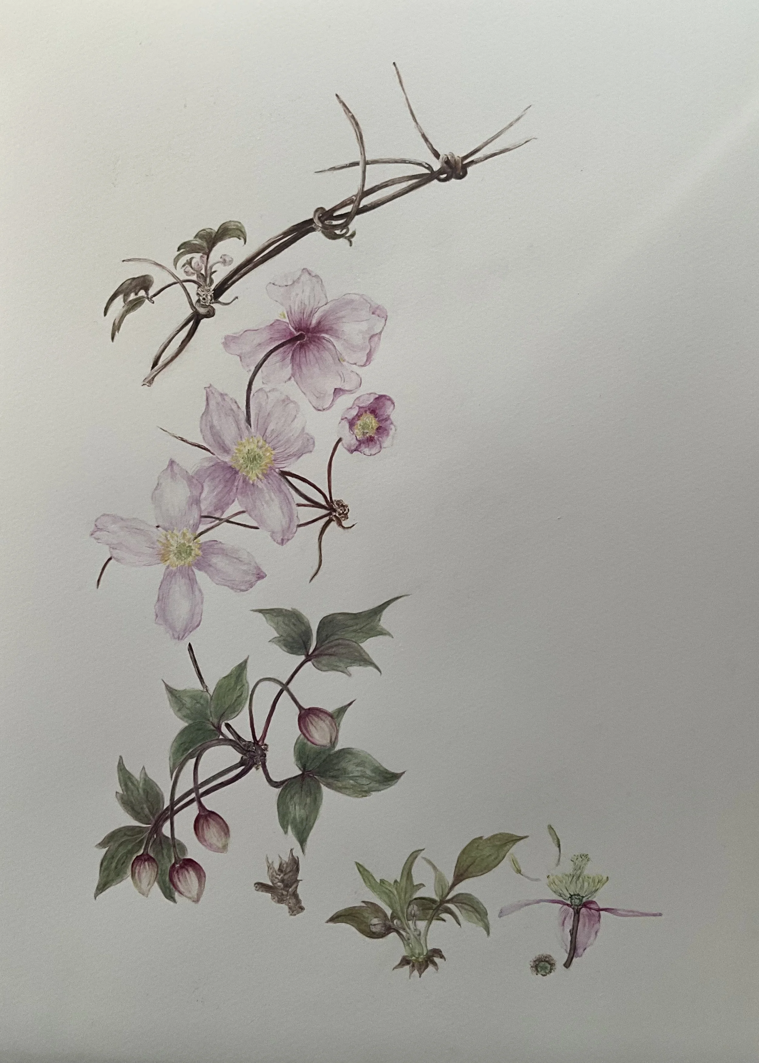 Spring Beauty - Original Botanical Watercolour Painting (Unframed)