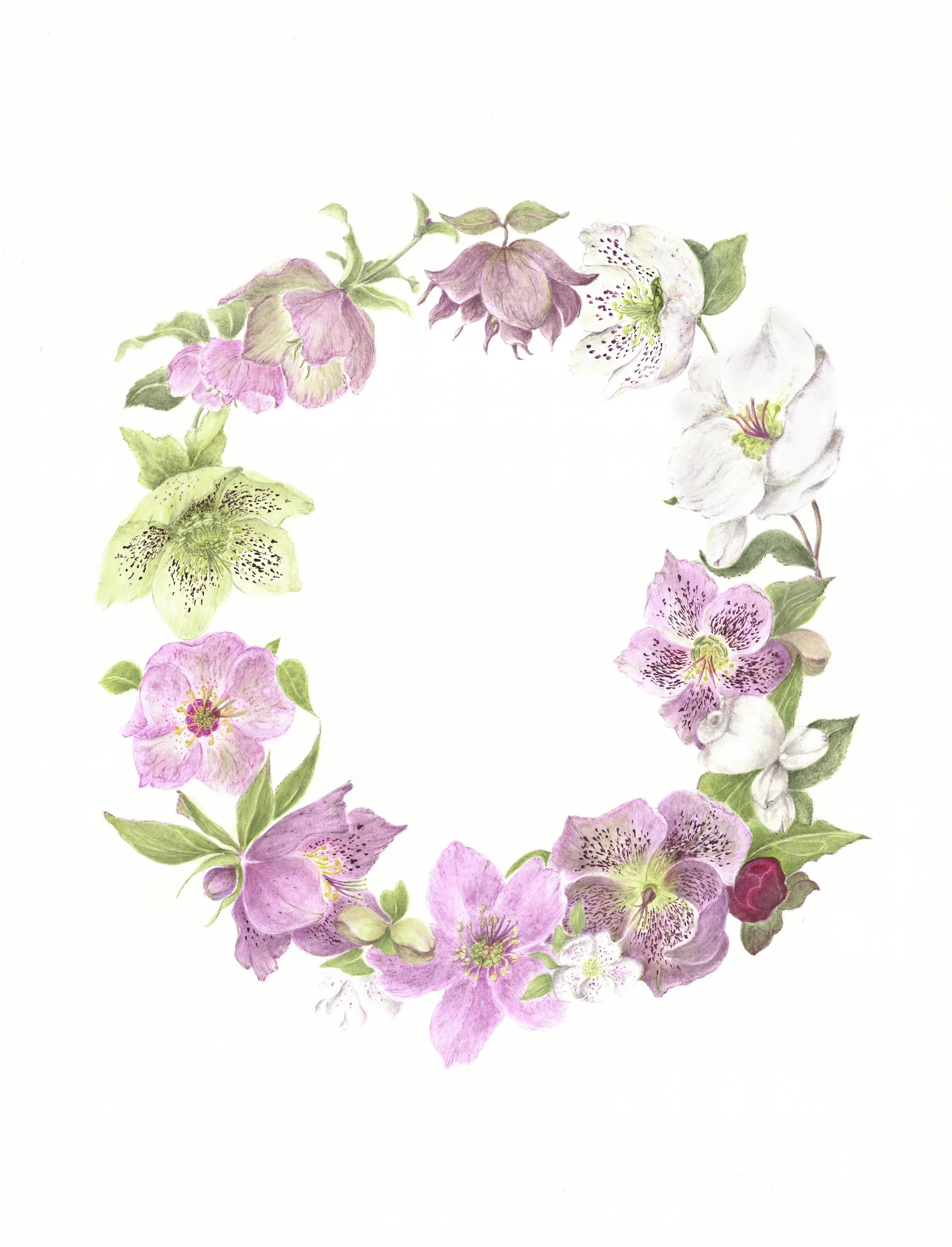 Hellebore Garland - Original Botanical Watercolour Painting (Framed)