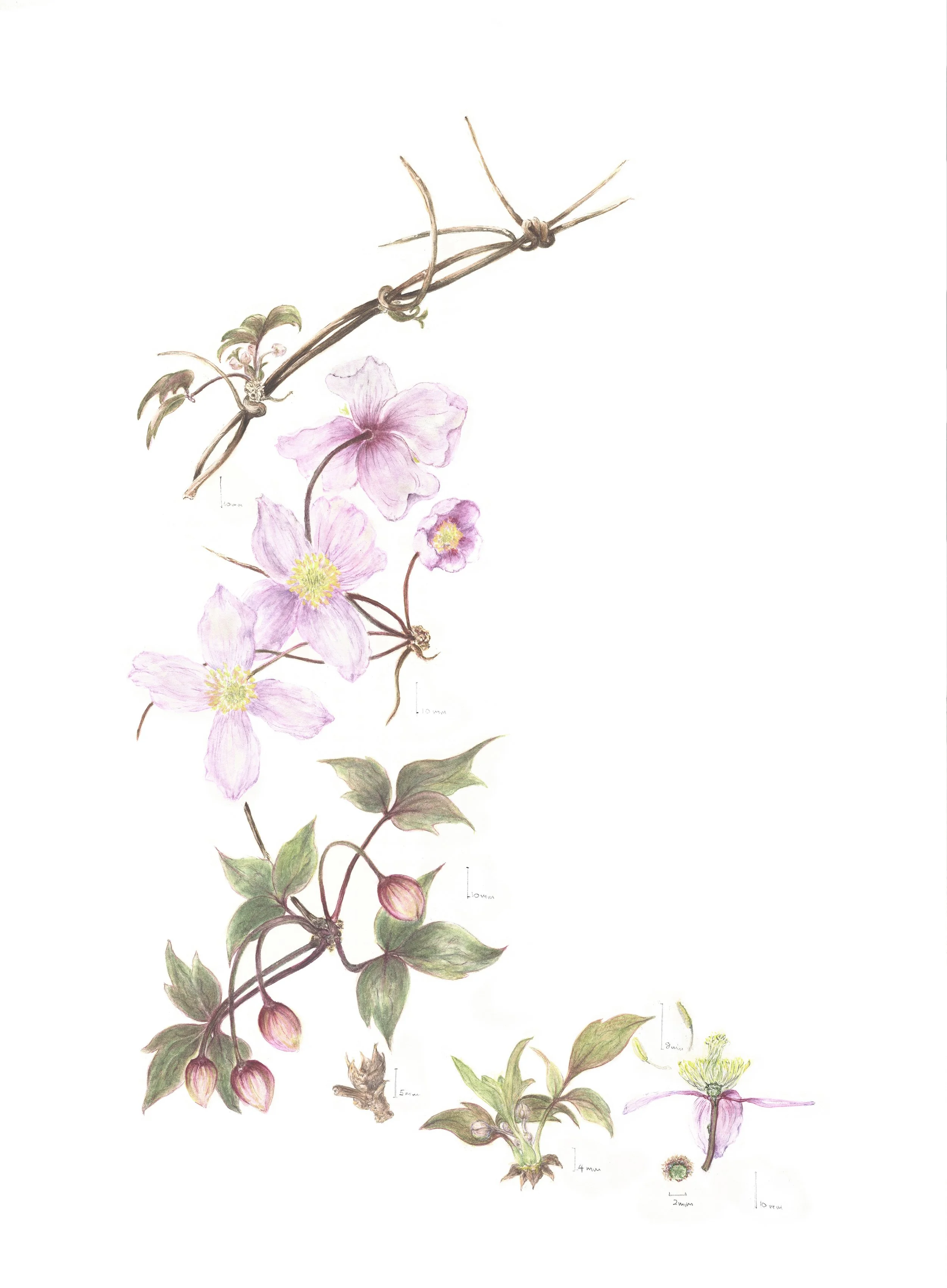Spring Beauty - Botanical Giclée Print (Limited, Unframed, Stamped & Signed)