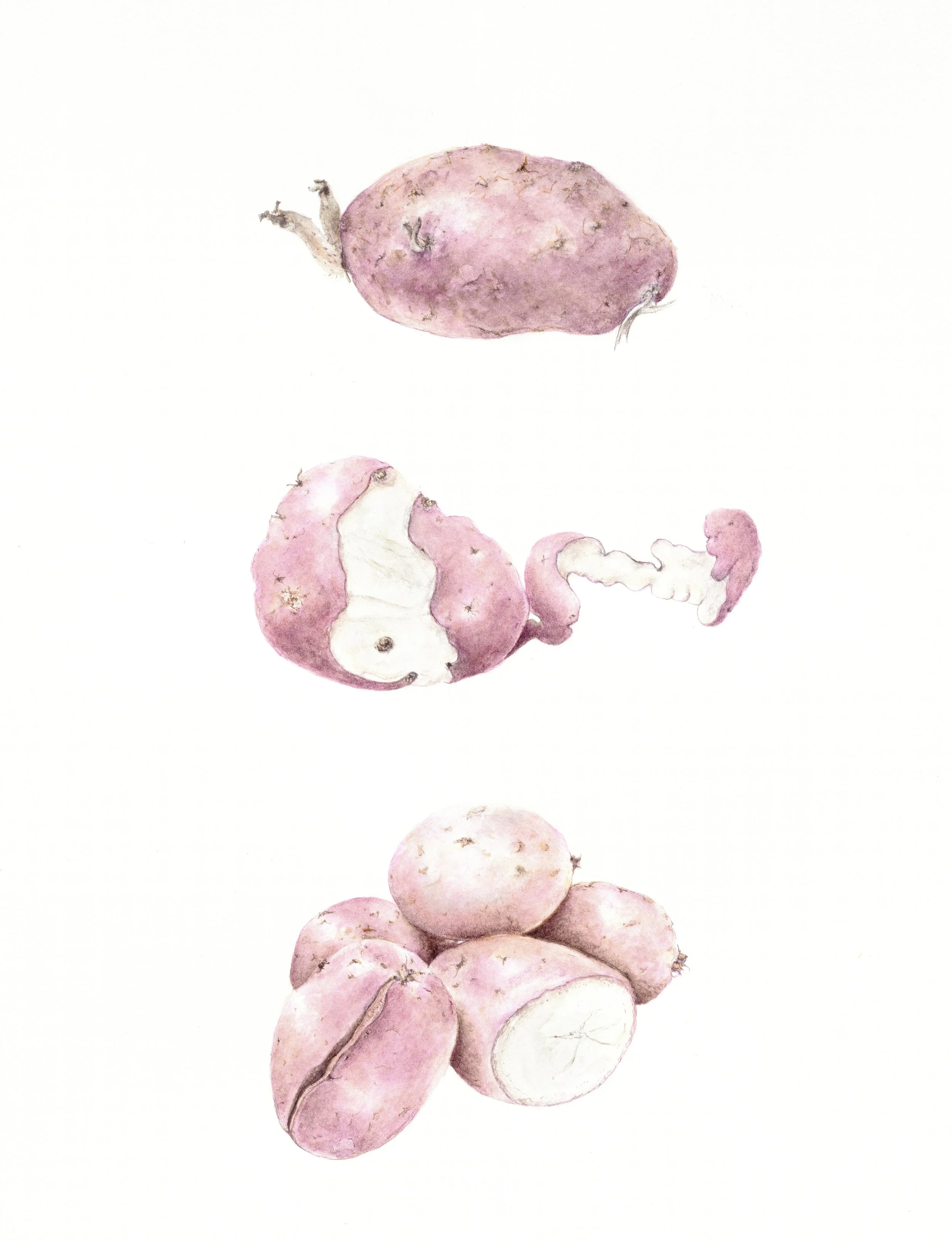 Botanical Giclée Print (Limited, Unframed, Stamped & Signed)
