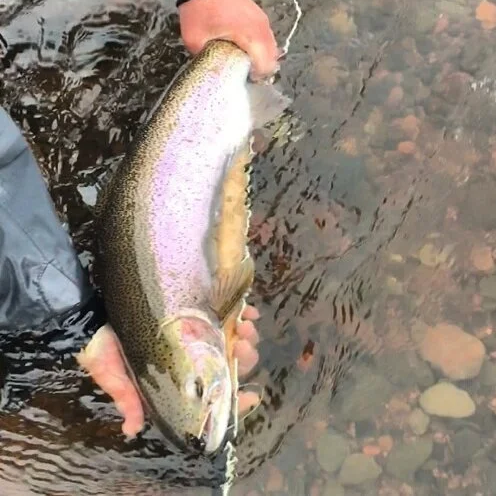 Person holding a rainbow trout over a shallow creek with clear water and rocks.