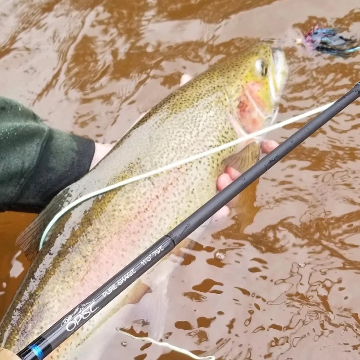 Person holding a rainbow trout fish in water with a fishing pole nearby.