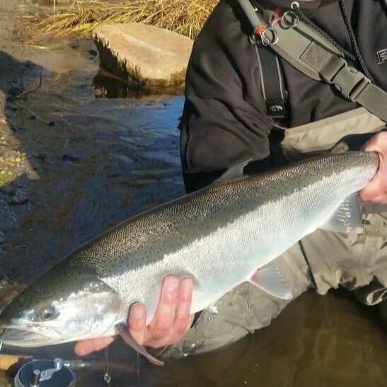 Person holding a large fish near a small river or stream.