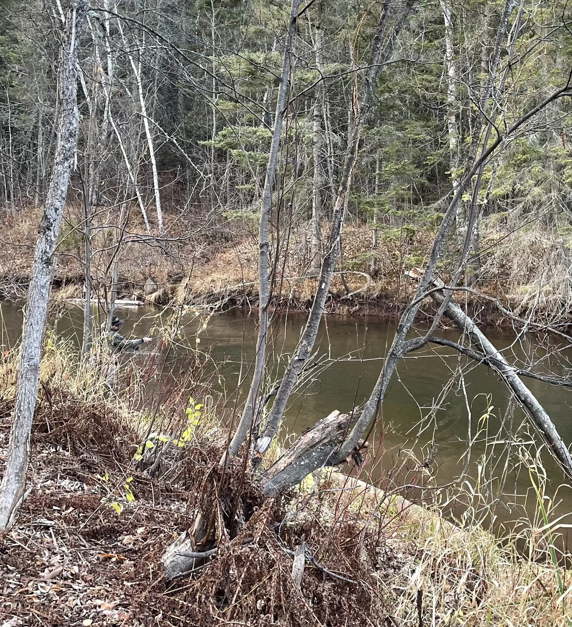 A forested shoreline with a small creek running through it, surrounded by trees with bare branches and some green foliage, with fallen leaves and branches on the ground.