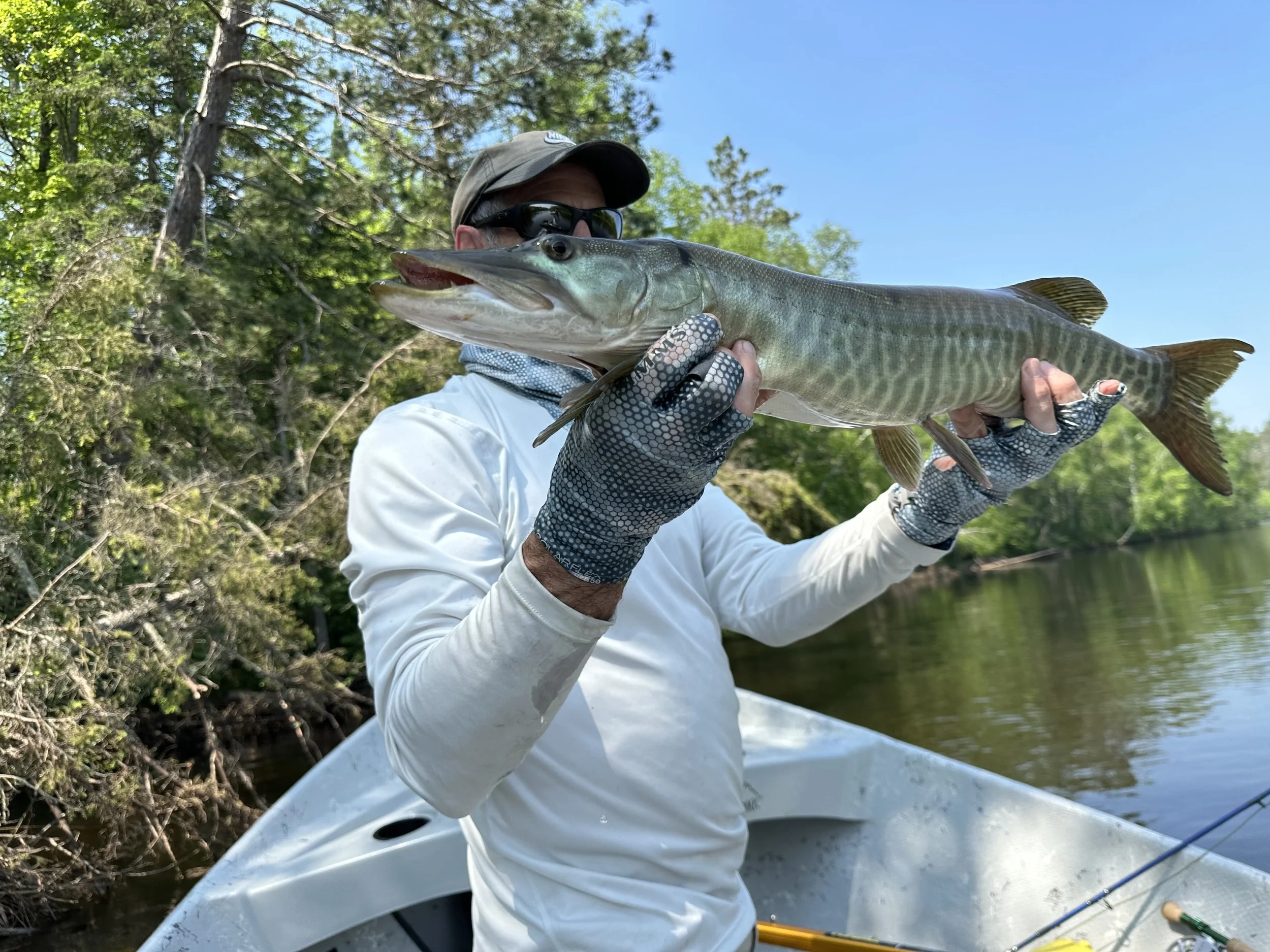 A person holding a large fish near the water's edge, with trees and a clear blue sky in the background.