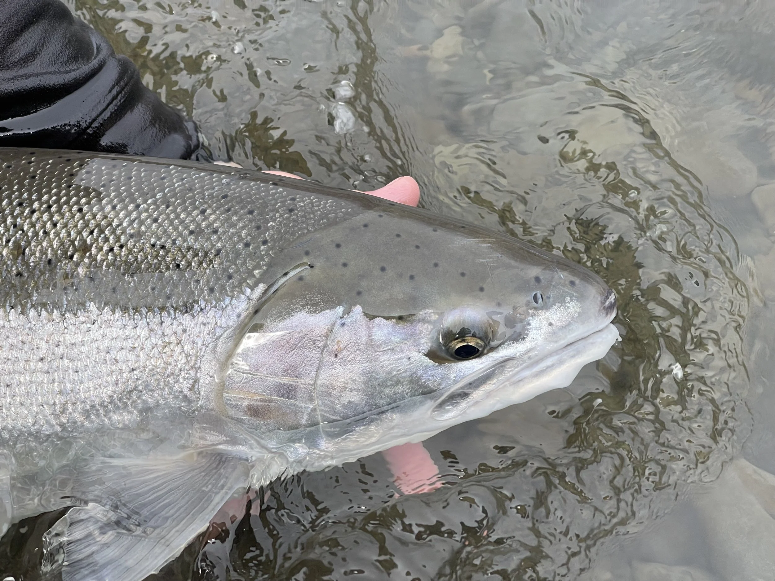 A large fish with silver scales and black spots is being held in freshwater water, near a person's hand and wearing a black sleeve or glove.