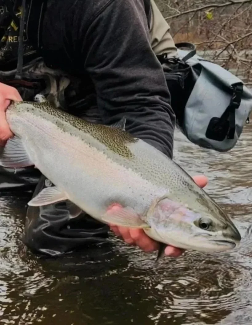 A person holding a large rainbow trout fish near a riverbank.