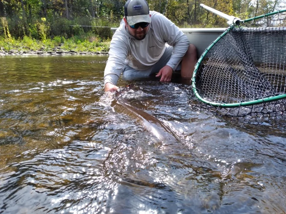 Man in sunglasses and a cap kneeling in a shallow river, holding a large fish with water splashing around.