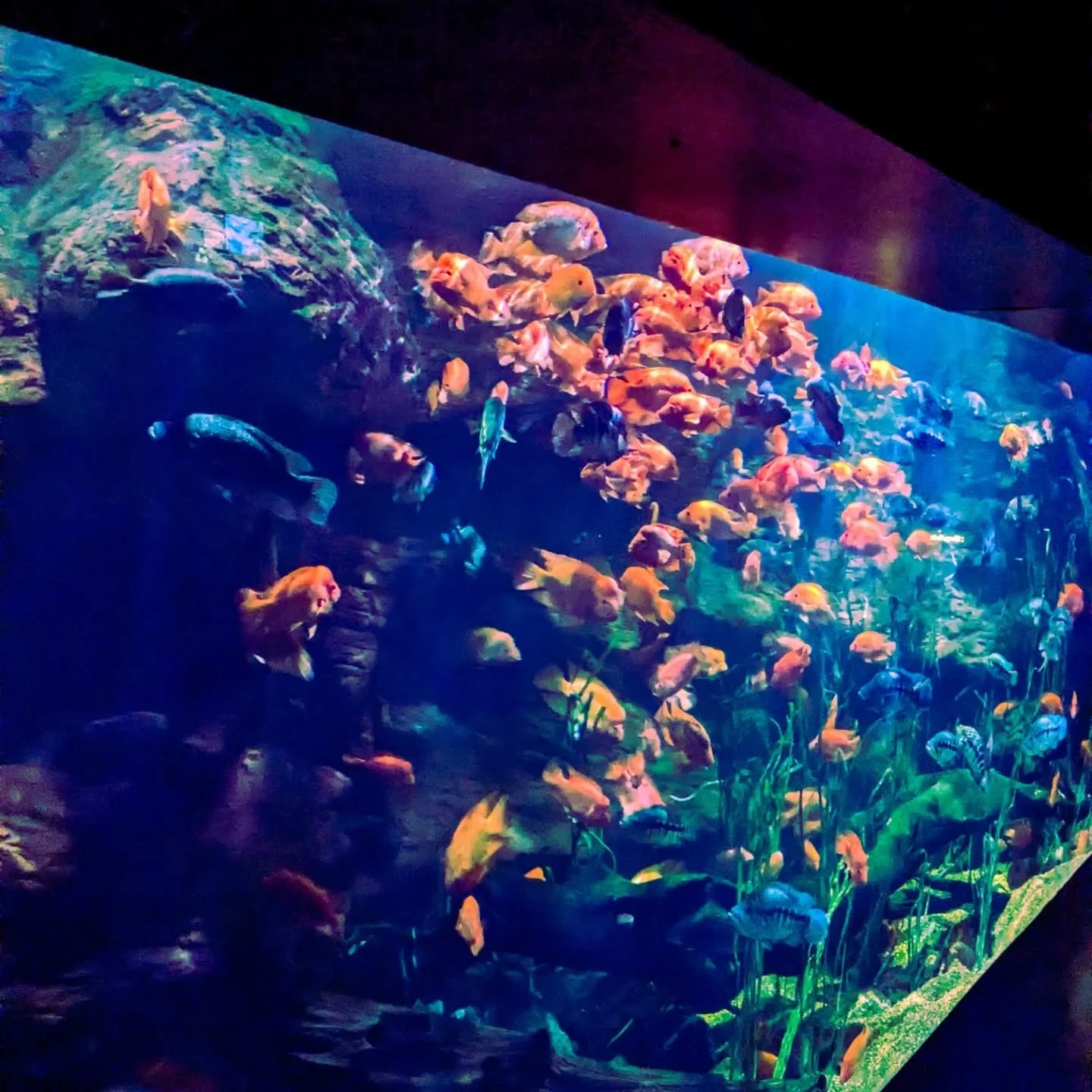 This isn't IKEA? ????🫧🐠