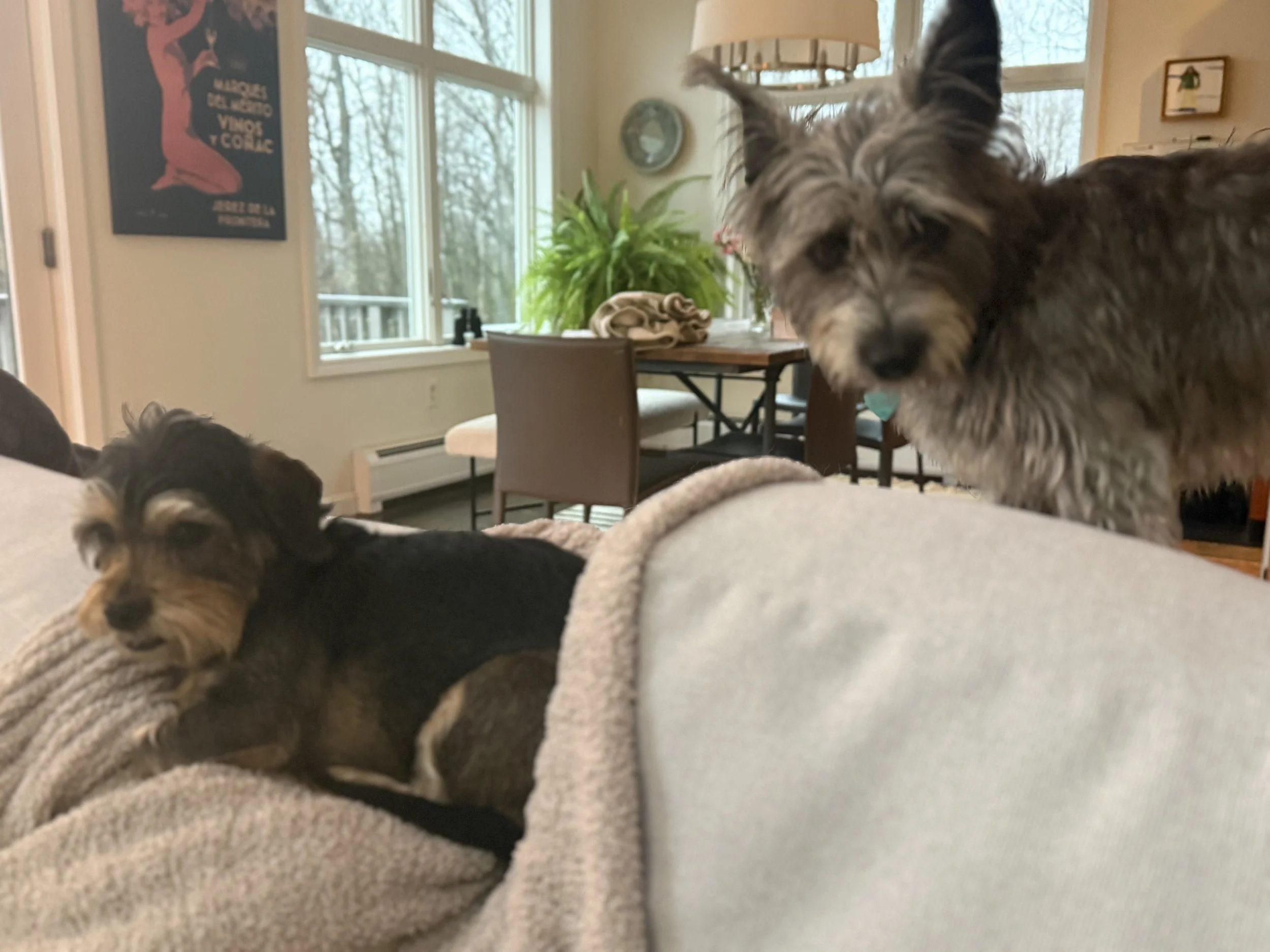 We love little dogs! Calvin and Gypsy see eye-to-eye.