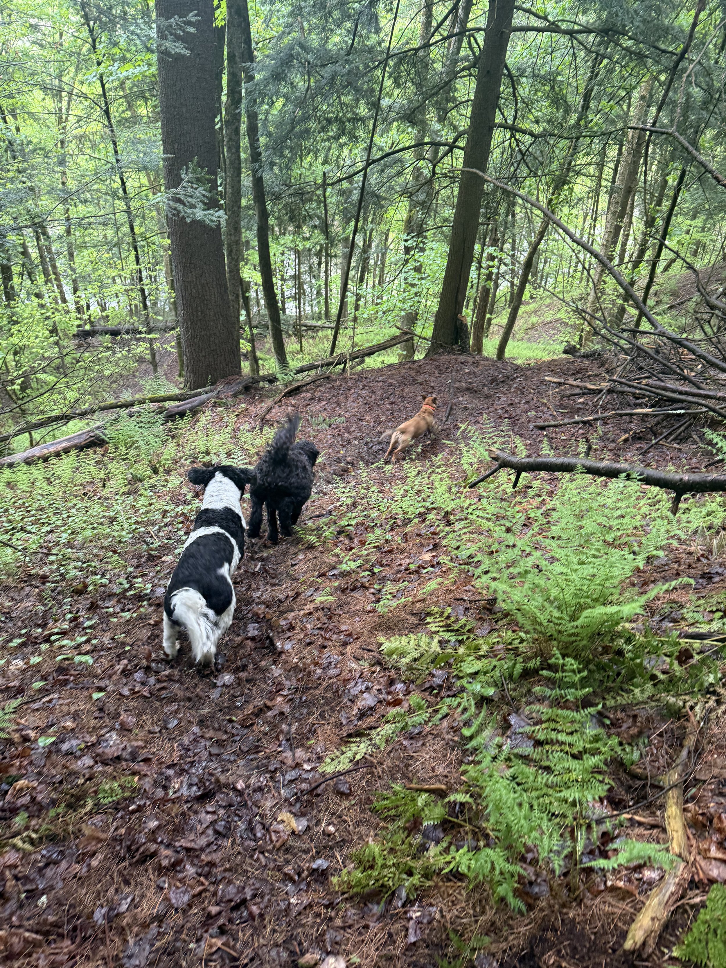 Run through Cady's Falls.jpg
