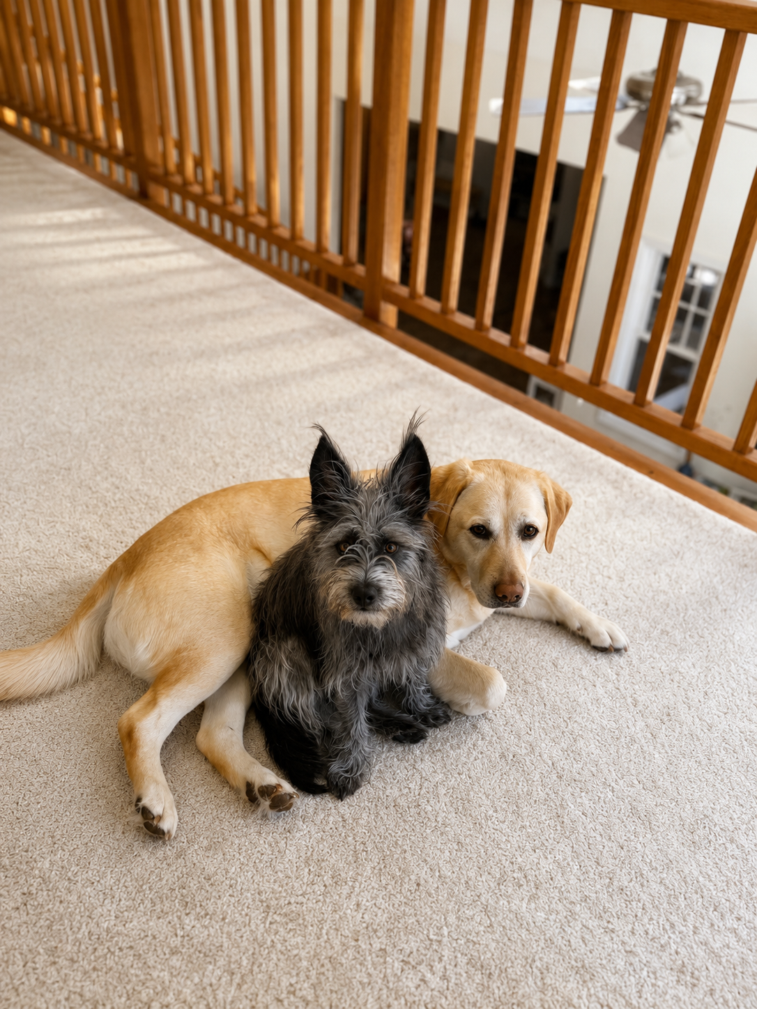 Two dogs, one with black and gray fur and the other with tan fur, lying on a beige carpet near a wooden railing upstairs.