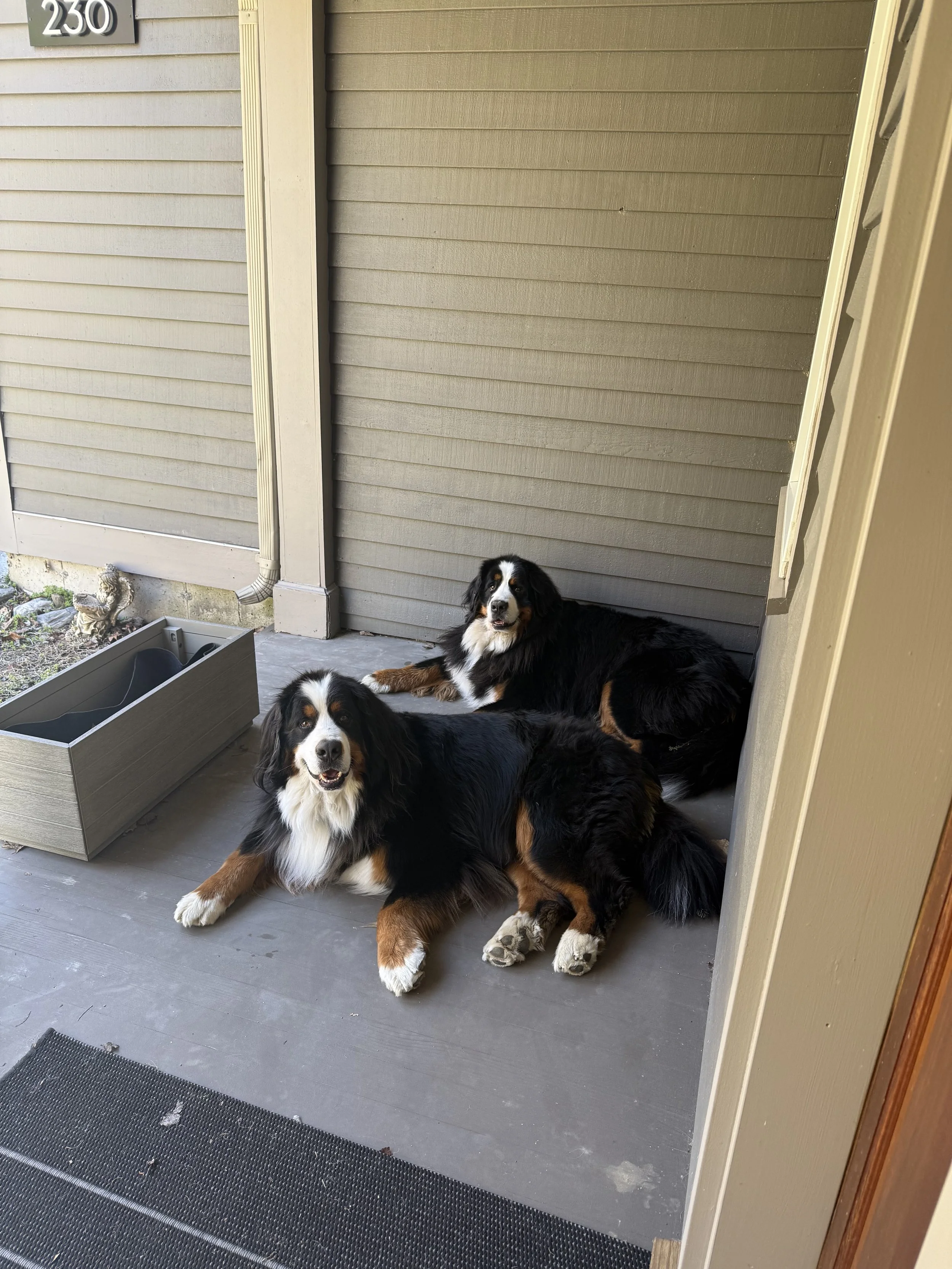 We need a bigger house for Tiny and Ferdinand.
