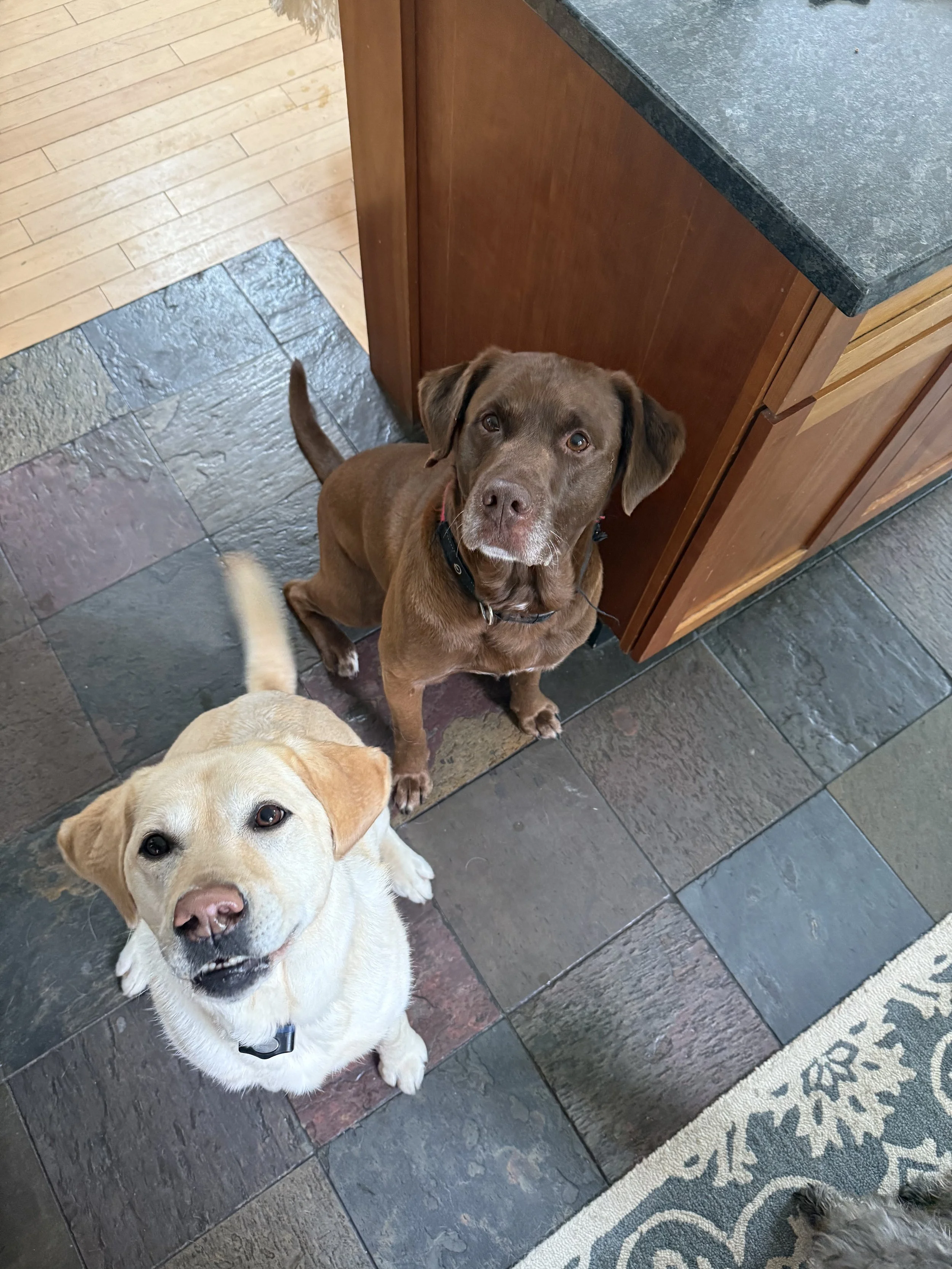 Nala and Roam, her old boyfriend from our previous neighborhood. The spark is still alive.