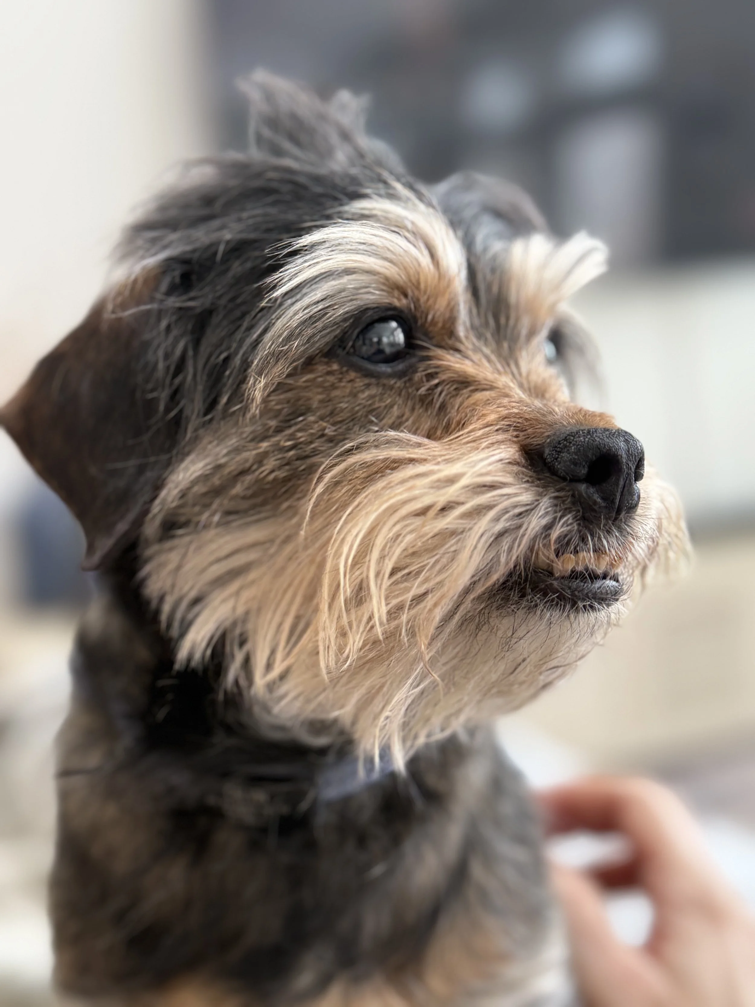 Calvin. A rescue from PR, he became a therapy dog and we miss him when he's not here!