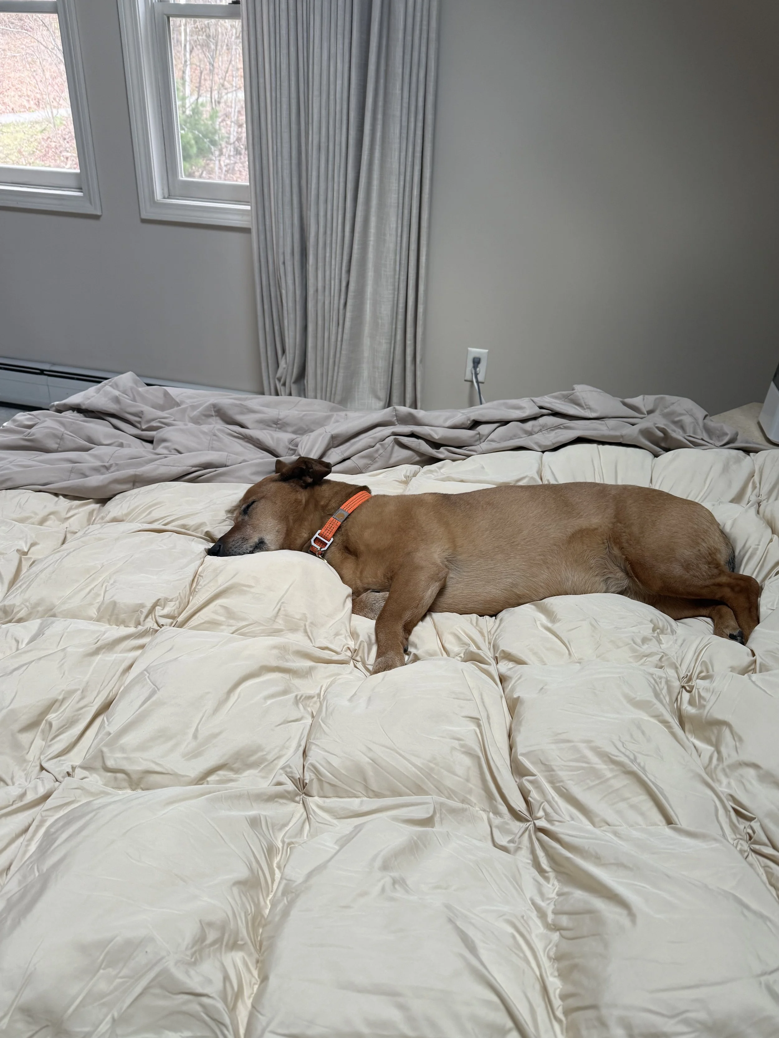Little Lady Lacy tuckered out.