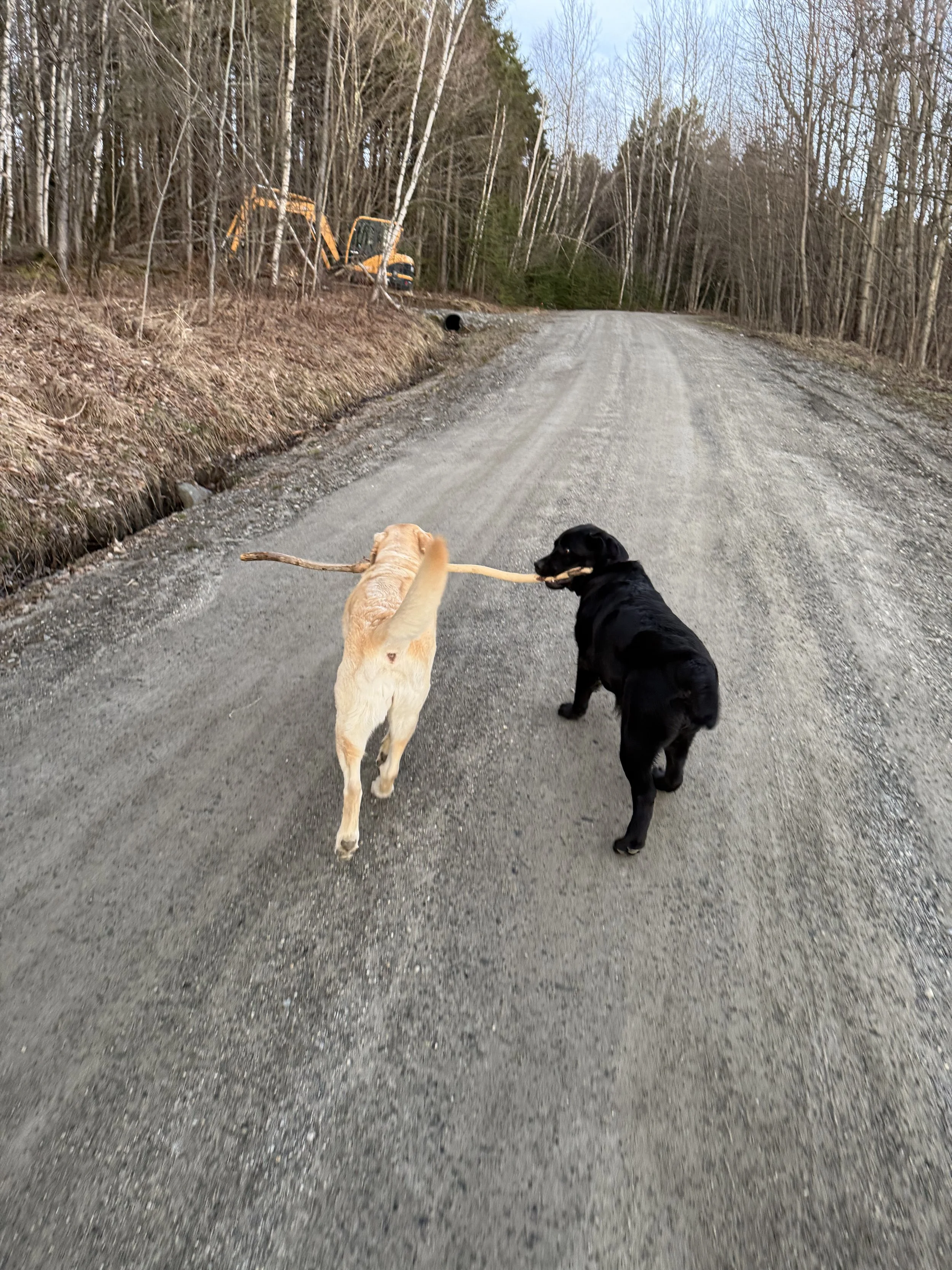 Labs being labby.