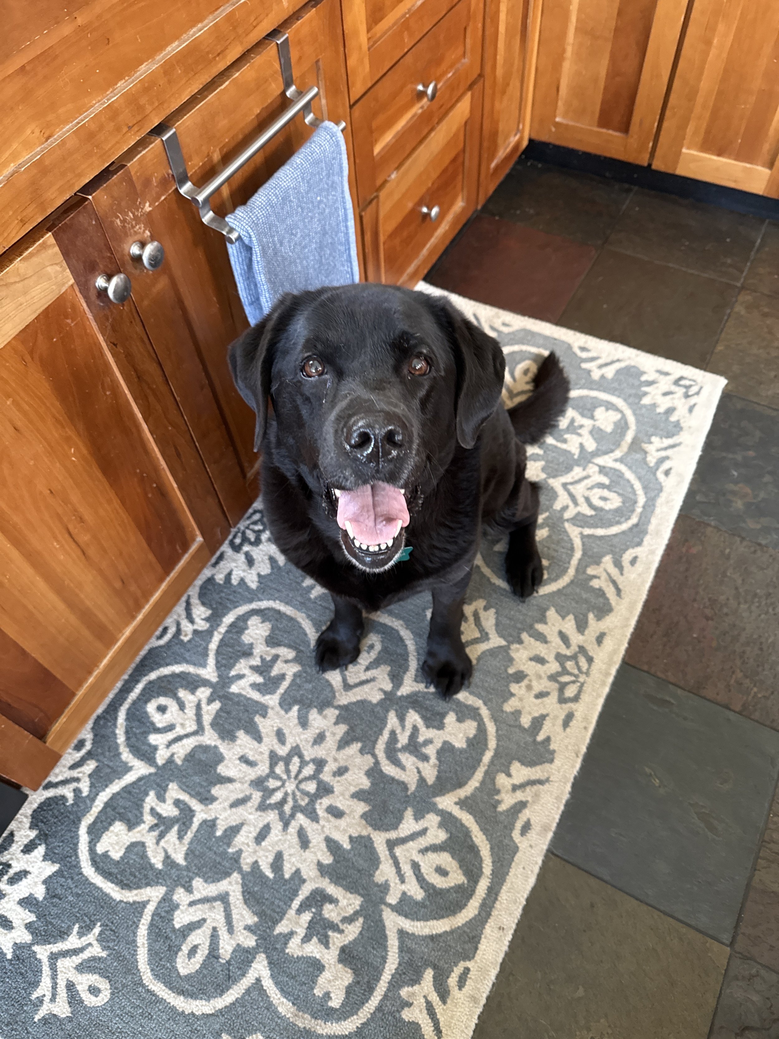 The Black Dog. Ms Maggie