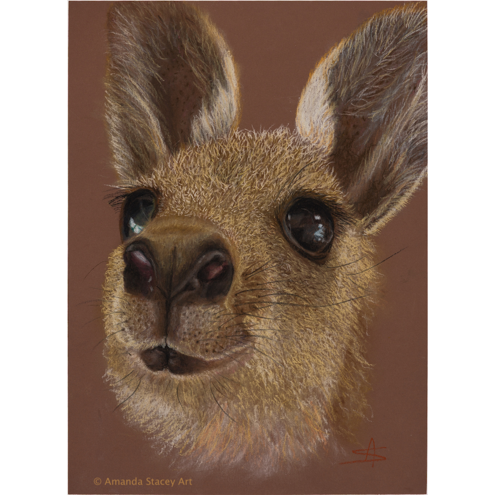 Bowser - Eastern Grey Kangaroo Joey