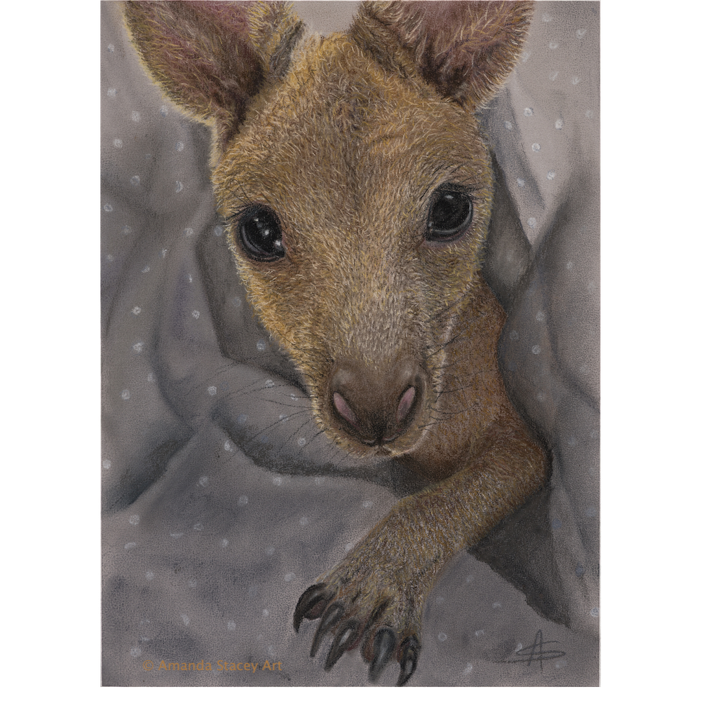 Little Amanda - Eastern Grey Kangaroo Joey