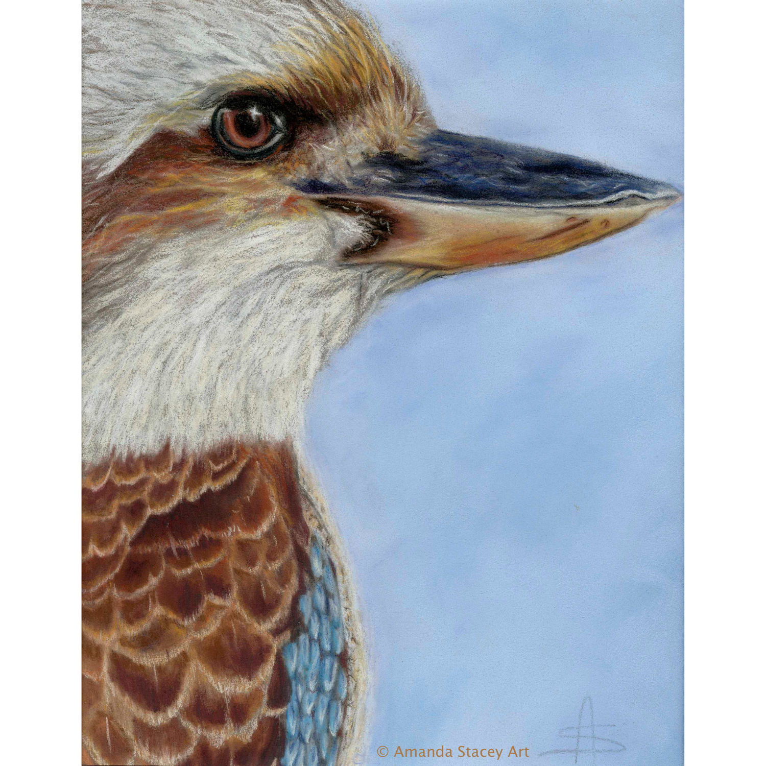 Kookaburra’s Gaze