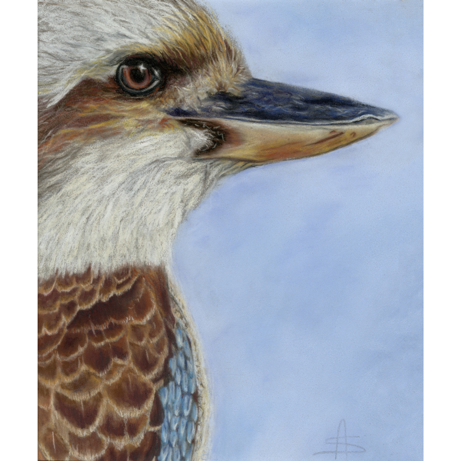 Kookaburra’s Gaze