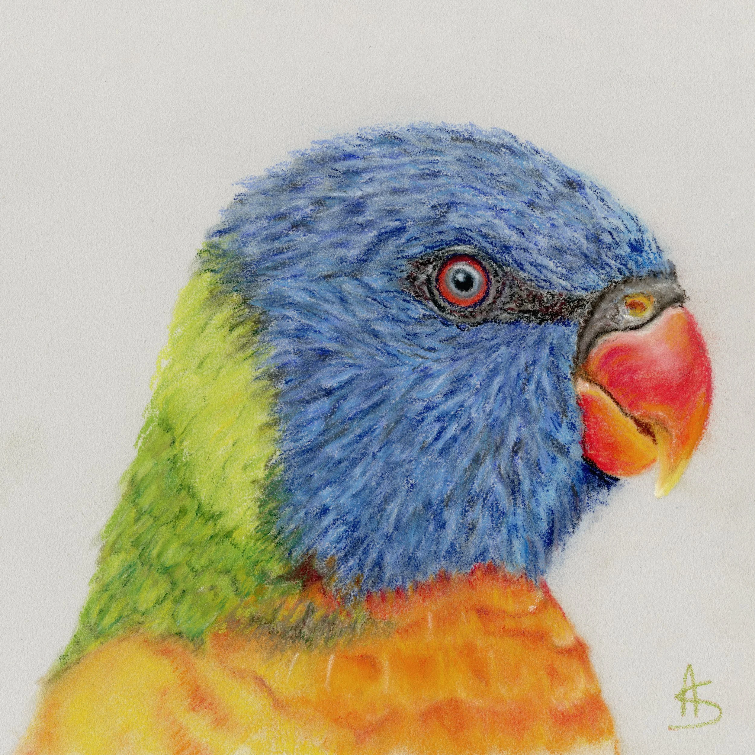 Australian Rainbow Lorikeet