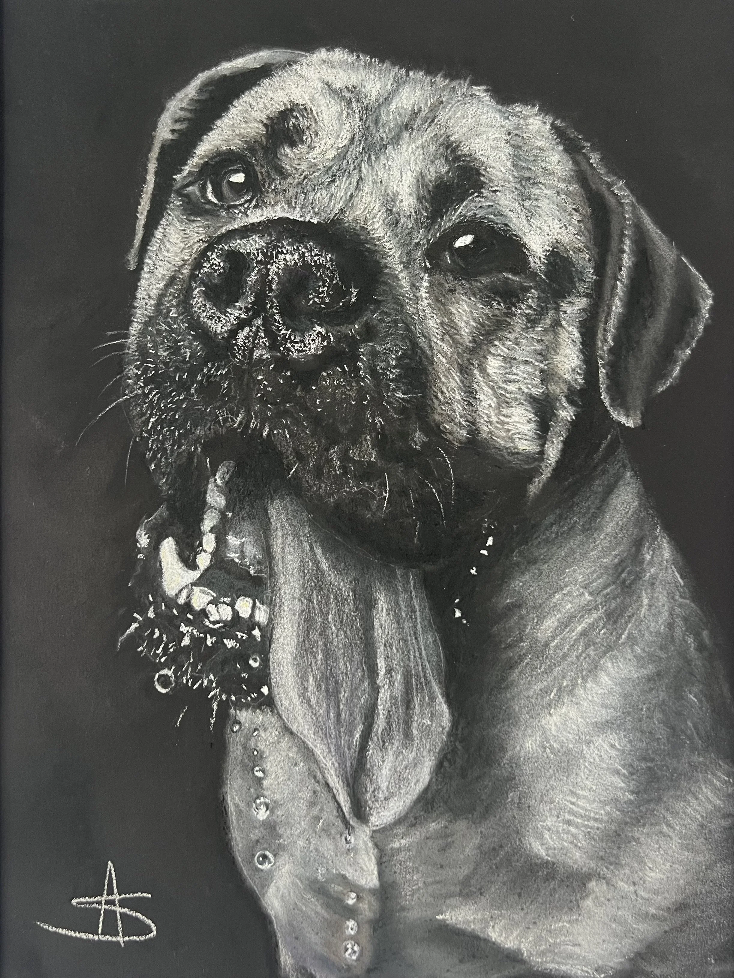 Amanda Stacey, award-recognised artist – black mastiff dog portrait in soft pastels on pastel mat, commissioned pet portrait