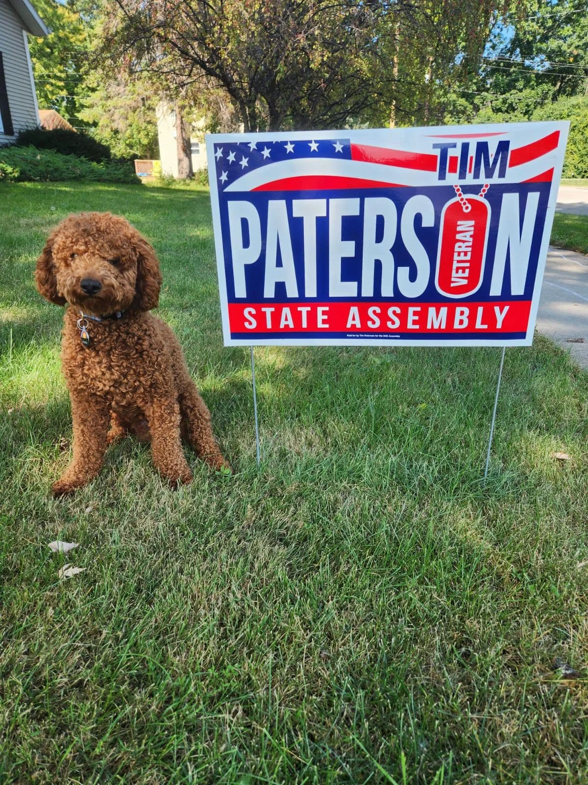 A supporter's dog posing with a Tim Paterson for State Assembly yard sign.