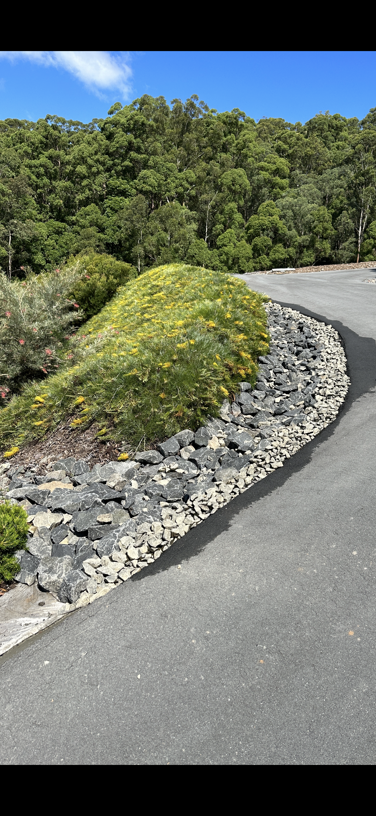 A winding paved road with a landscaped edge featuring rocks and green shrubs, with a dense forest of tall trees and a blue sky in the background.