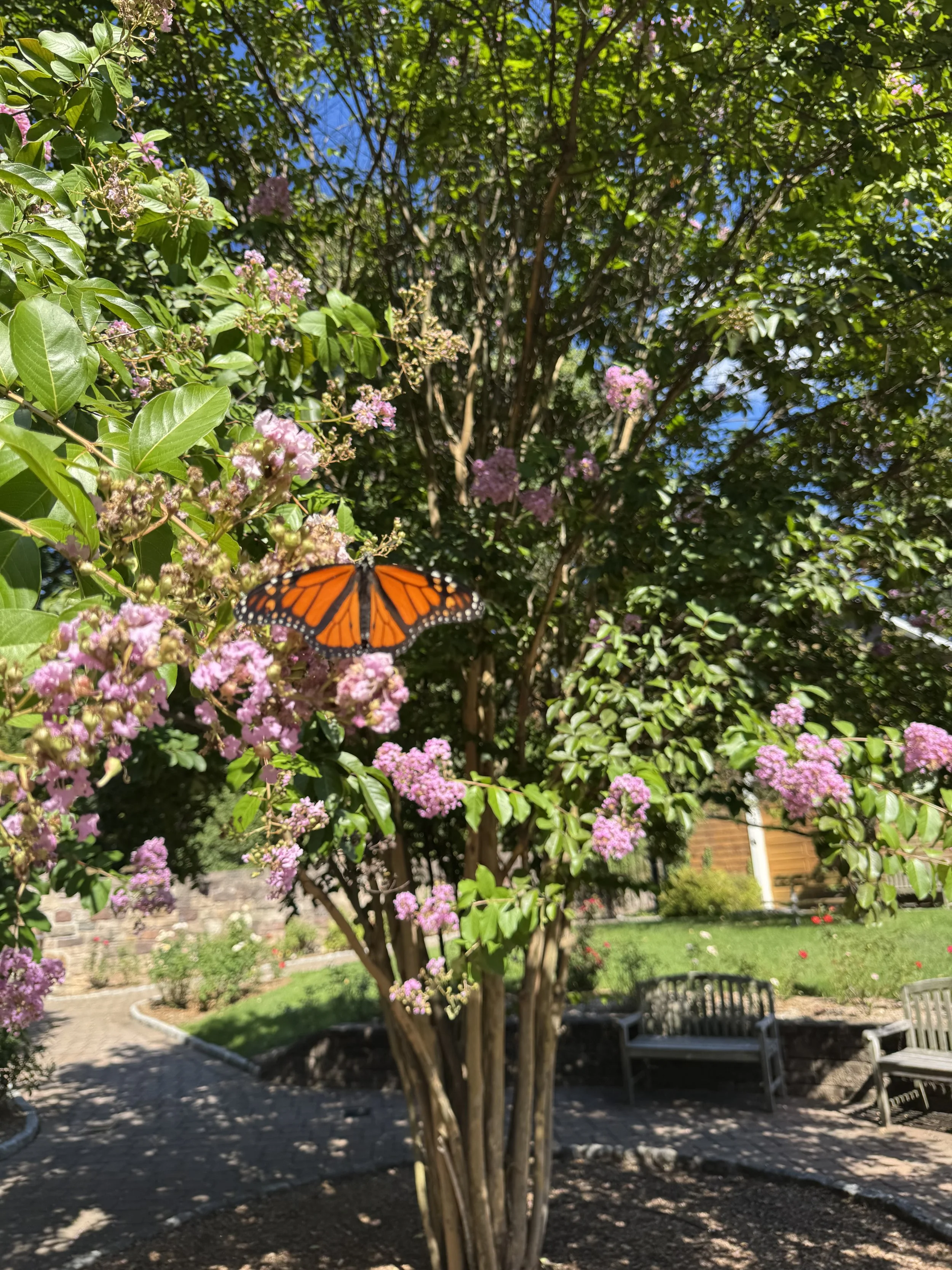 A butterfly with orange and black wings is perched on pink flowers on a lush green tree in a backyard with benches and a brick house in the background.