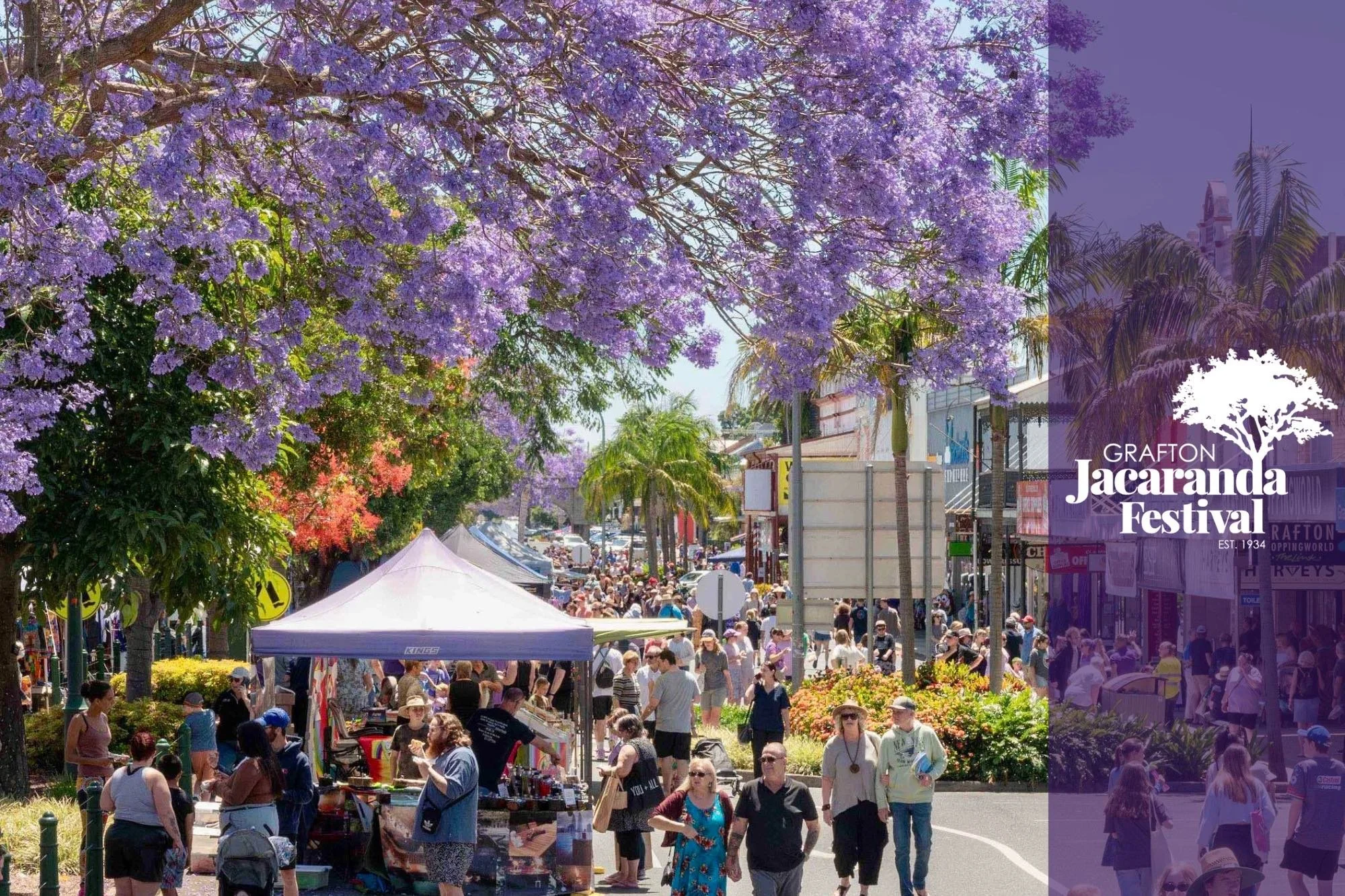 Crowd walking and shopping at a street festival with purple flowering trees, tents, and palm trees, Advertises Grafton Jacaranda Festival.